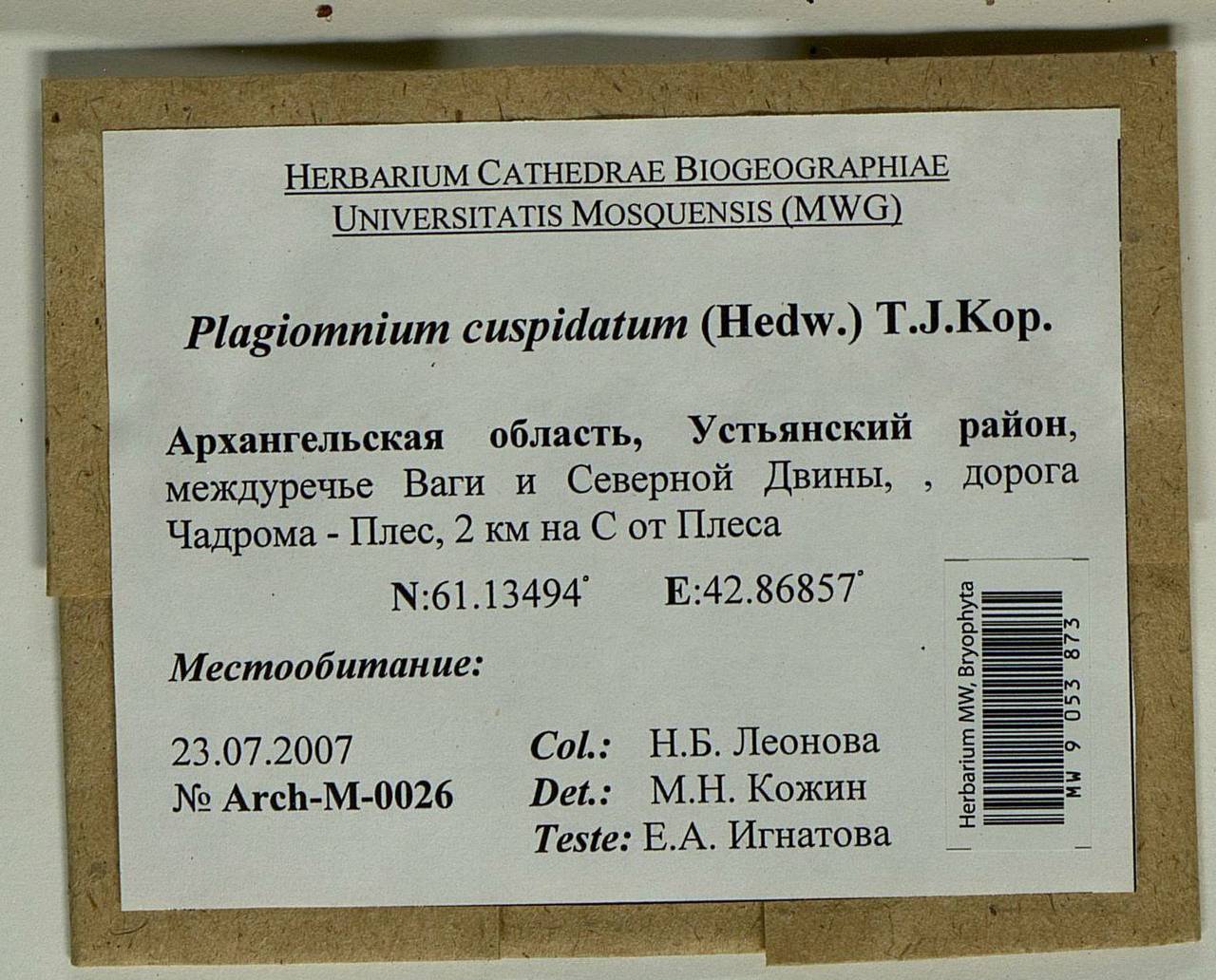 Plagiomnium cuspidatum (Hedw.) T.J. Kop., Гербарий мохообразных, Мхи - Архангельская и Вологодская области, Коми, Ненецкий АО (B7) (Россия)