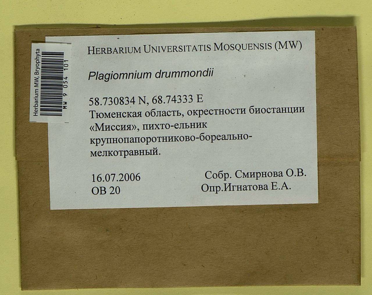 Plagiomnium drummondii (Bruch & Schimp.) T.J. Kop., Гербарий мохообразных, Мхи - Западная Сибирь (включая Алтай) (B15) (Россия)