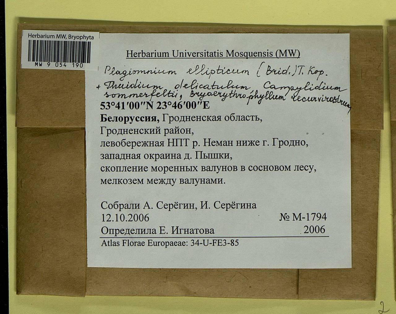 Plagiomnium ellipticum (Brid.) T.J. Kop., Гербарий мохообразных, Мхи - Белоруссия (B2) (Белоруссия)