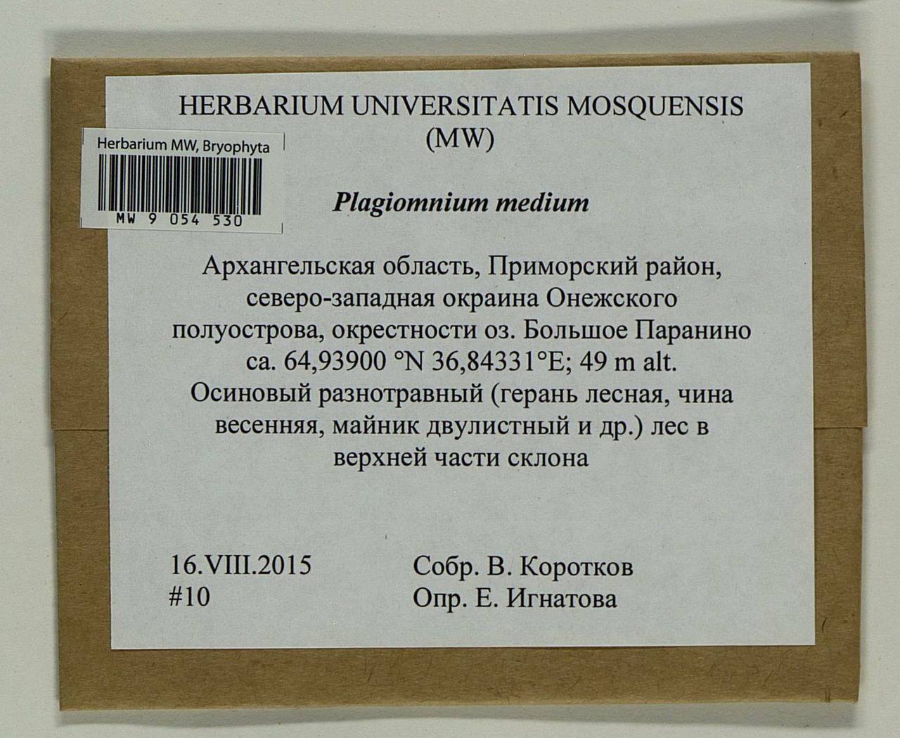 Plagiomnium medium (Bruch & Schimp.) T.J. Kop., Гербарий мохообразных, Мхи - Архангельская и Вологодская области, Коми, Ненецкий АО (B7) (Россия)