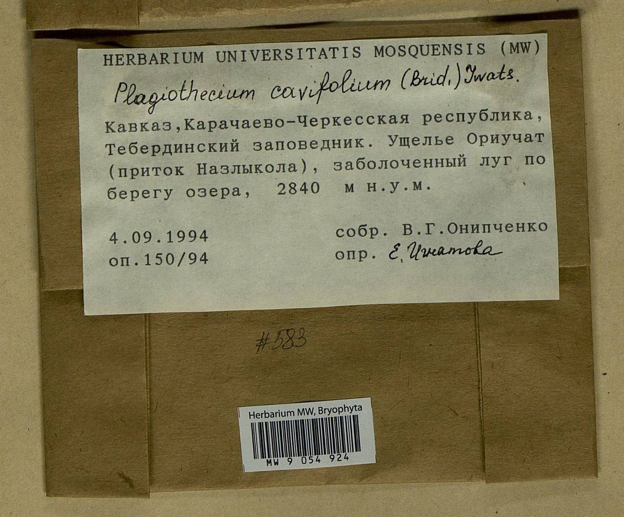 Plagiothecium cavifolium (Brid.) Z. Iwats., Гербарий мохообразных, Мхи - Северный Кавказ и Предкавказье (B12) (Россия)