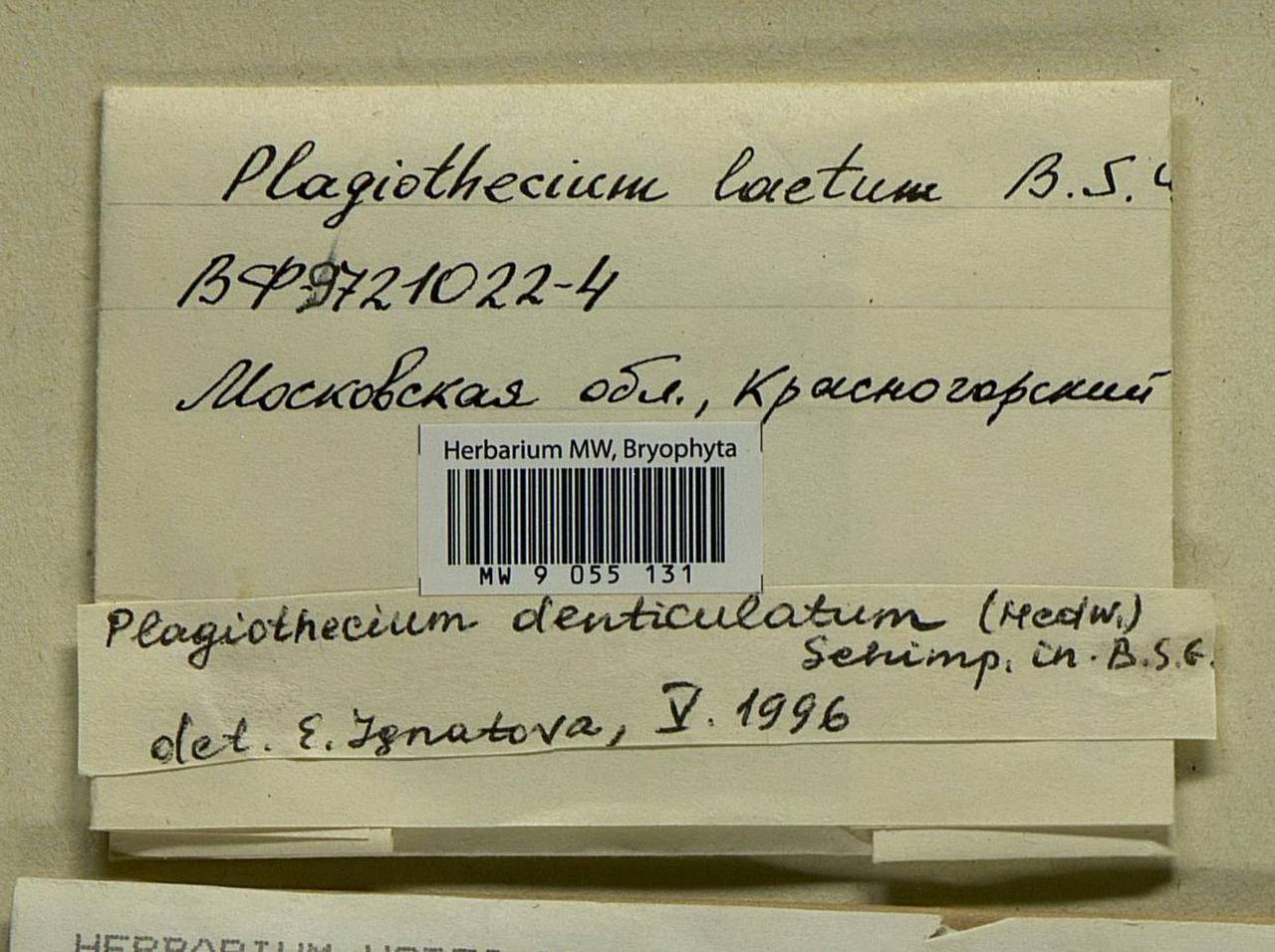 Plagiothecium denticulatum (Hedw.) Schimp., Гербарий мохообразных, Мхи - Москва и Московская область (B6a) (Россия)