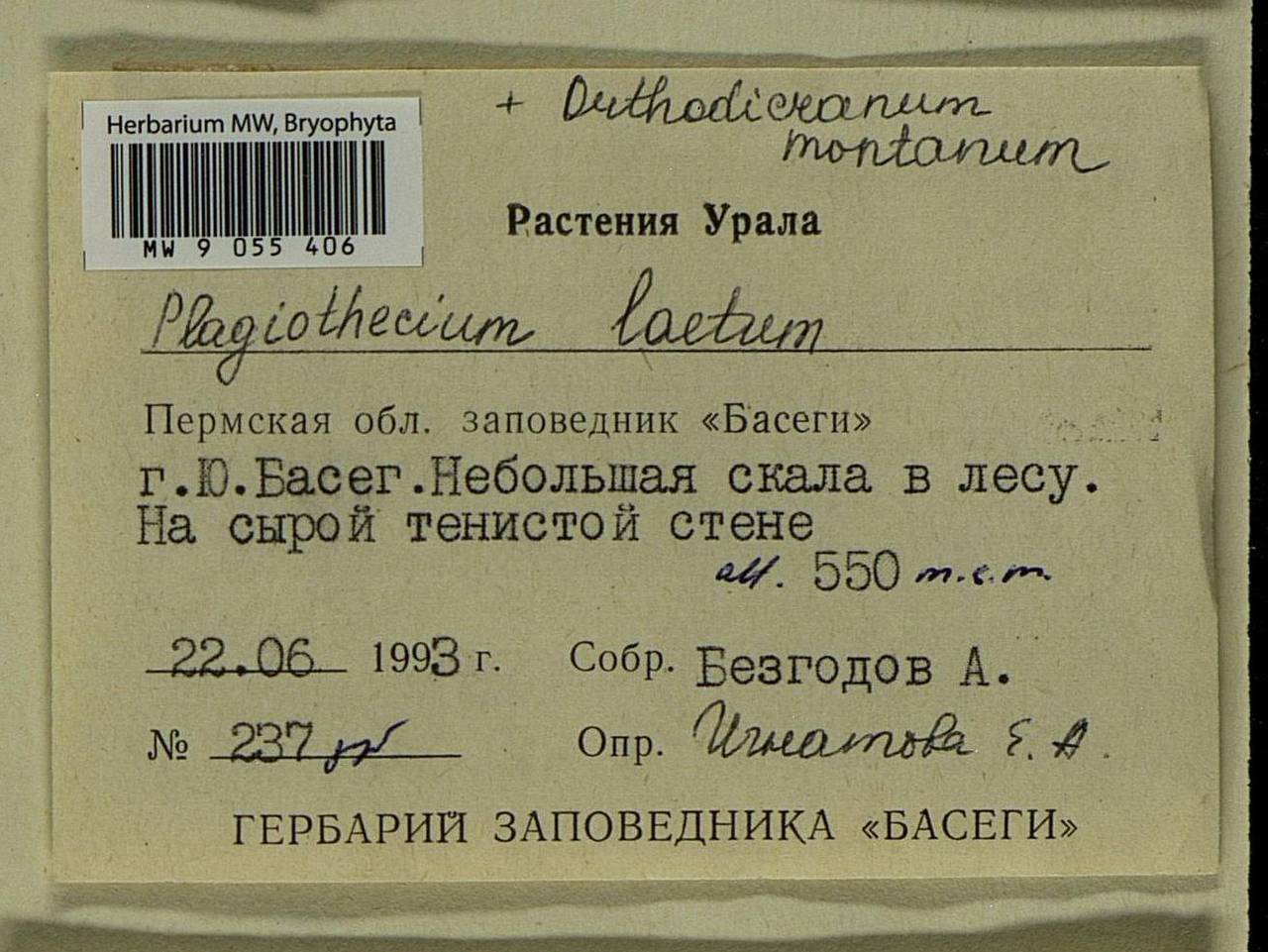 Plagiothecium laetum Schimp., Гербарий мохообразных, Мхи - Пермский край, Удмуртия, Свердловская и Кировская области (B8) (Россия)