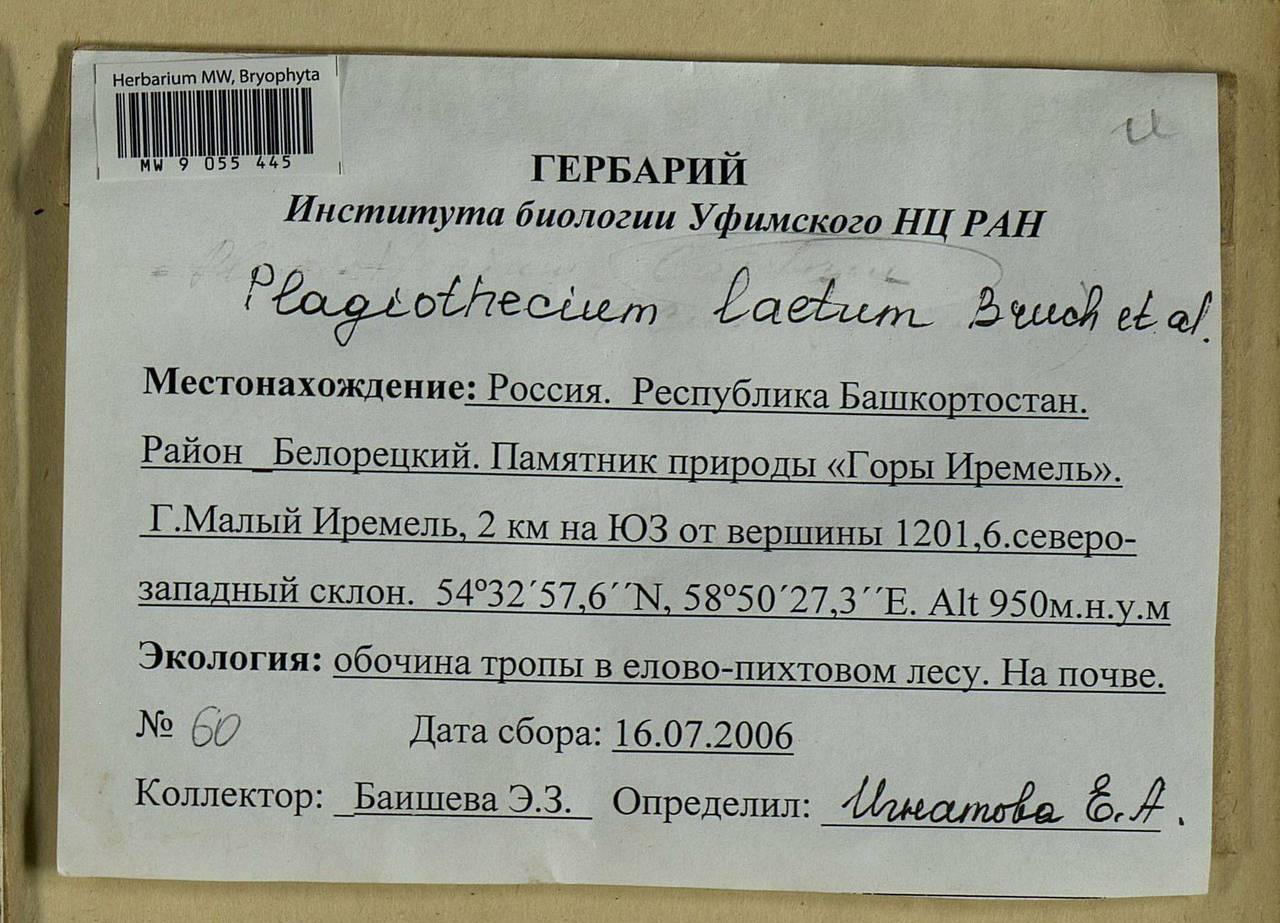 Plagiothecium laetum Schimp., Гербарий мохообразных, Мхи - Башкортостан, Челябинская и Оренбургская области (B14) (Россия)