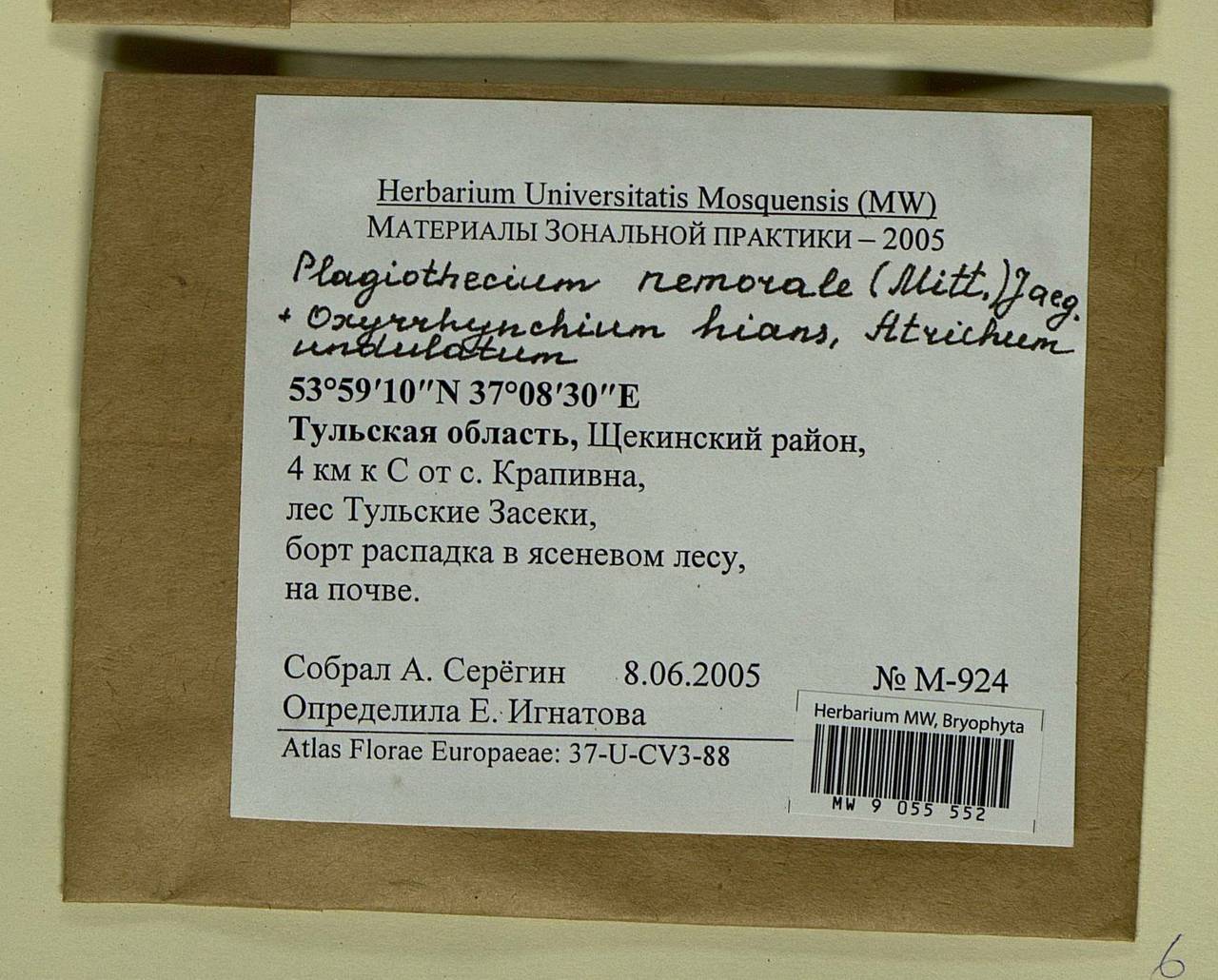 Plagiothecium nemorale (Mitt.) A. Jaeger, Гербарий мохообразных, Мхи - Центральное Нечерноземье (B6) (Россия)