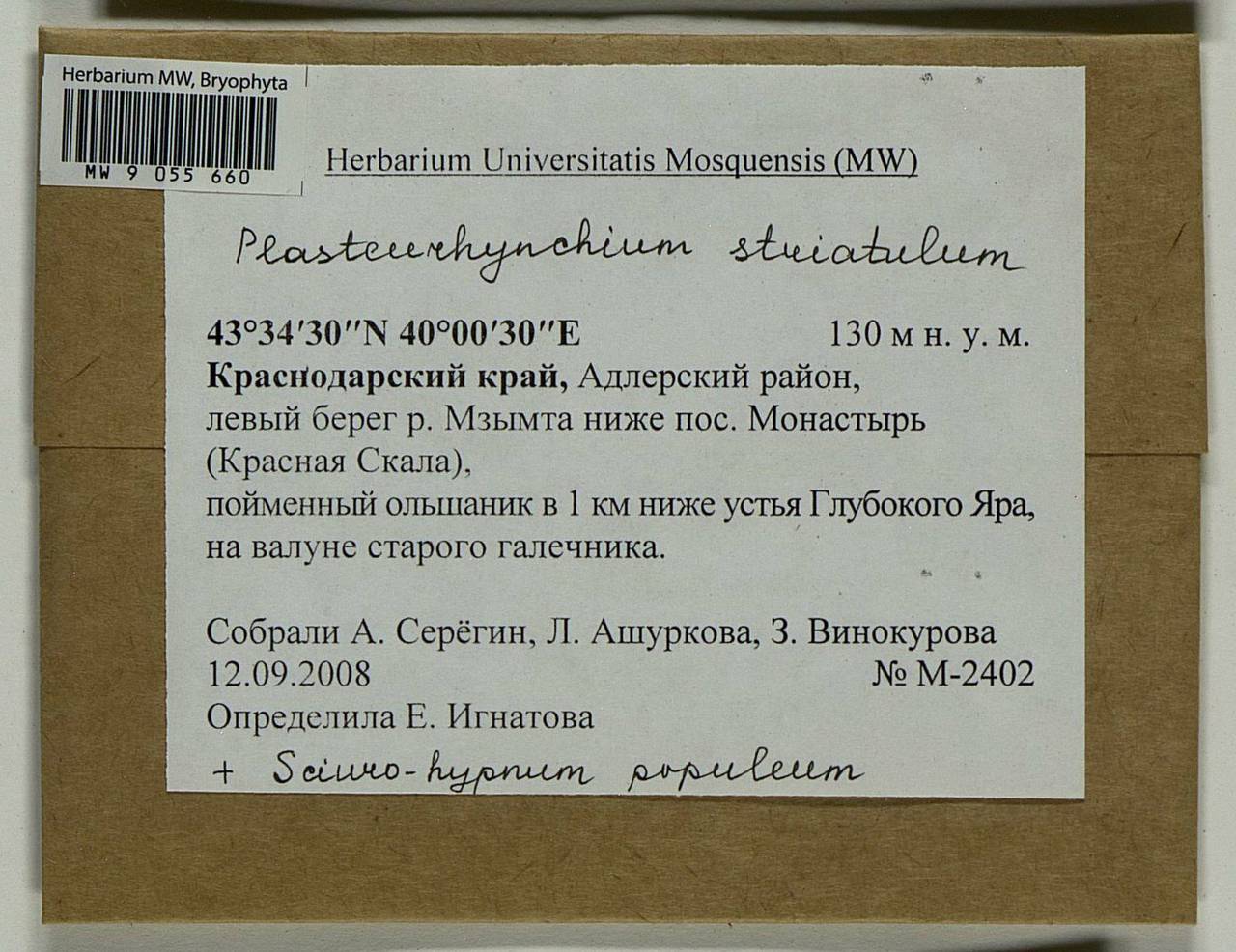 Plasteurhynchium striatulum (Spruce) M. Fleisch., Гербарий мохообразных, Мхи - Северный Кавказ и Предкавказье (B12) (Россия)