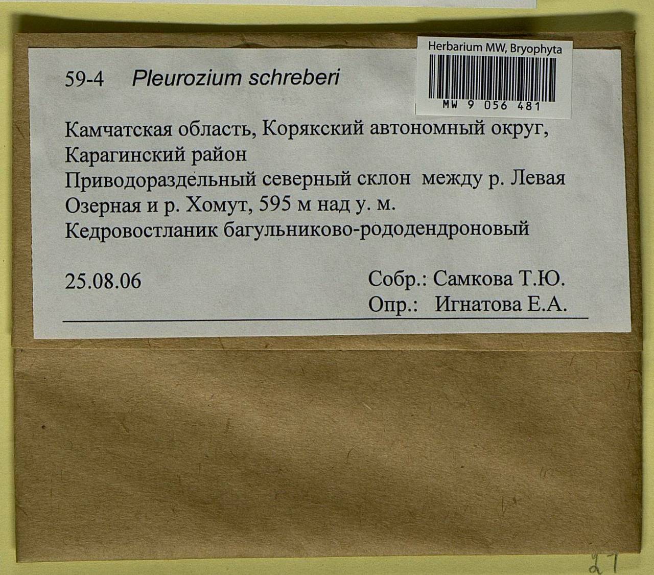 Pleurozium schreberi (Willd. ex Brid.) Mitt., Гербарий мохообразных, Мхи - Чукотка и Камчатка (B21) (Россия)