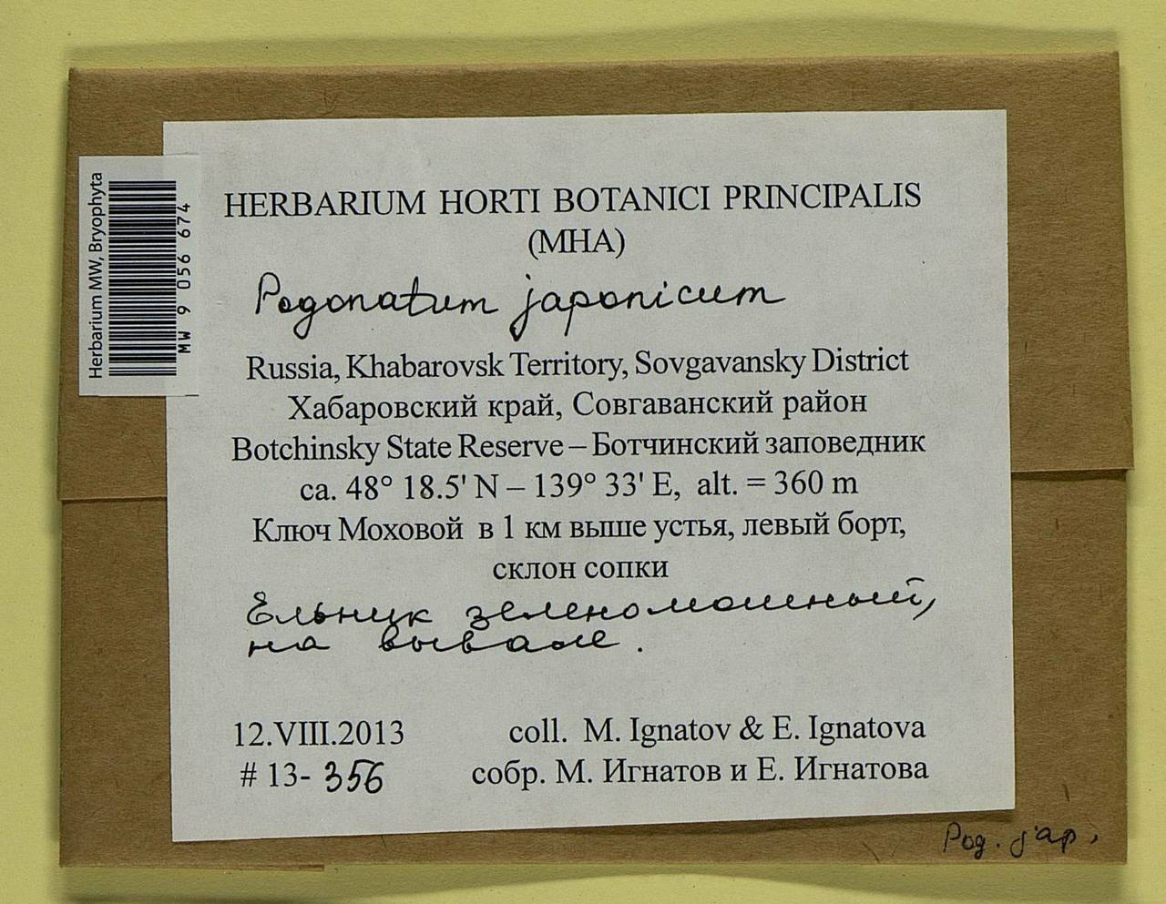 Pogonatum japonicum Sull. & Lesq., Гербарий мохообразных, Мхи - Дальний Восток (без Чукотки и Камчатки) (B20) (Россия)