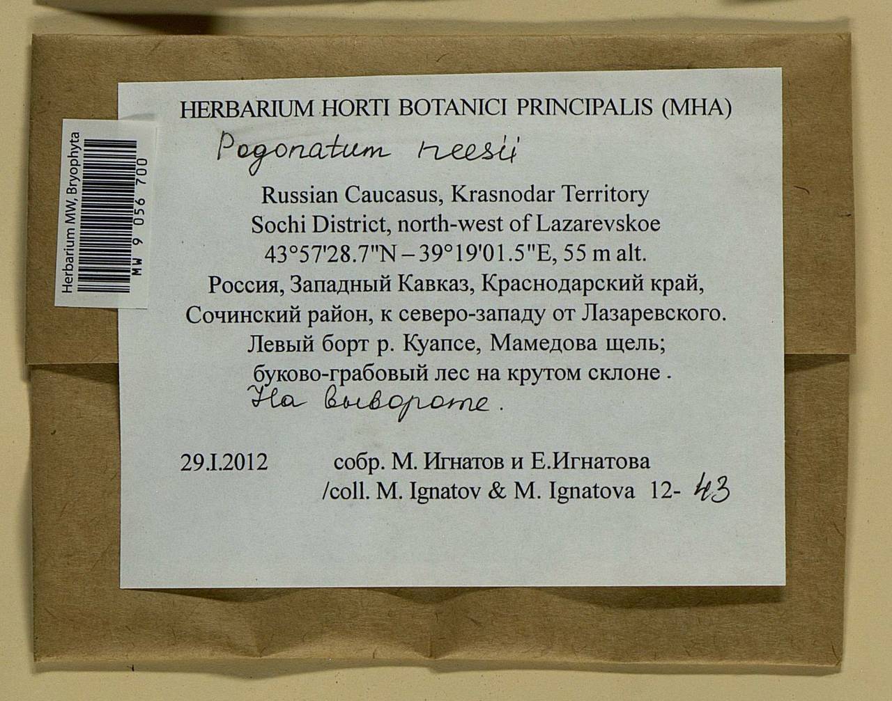 Pogonatum neesii (Müll. Hal.) Dozy, Гербарий мохообразных, Мхи - Северный Кавказ и Предкавказье (B12) (Россия)