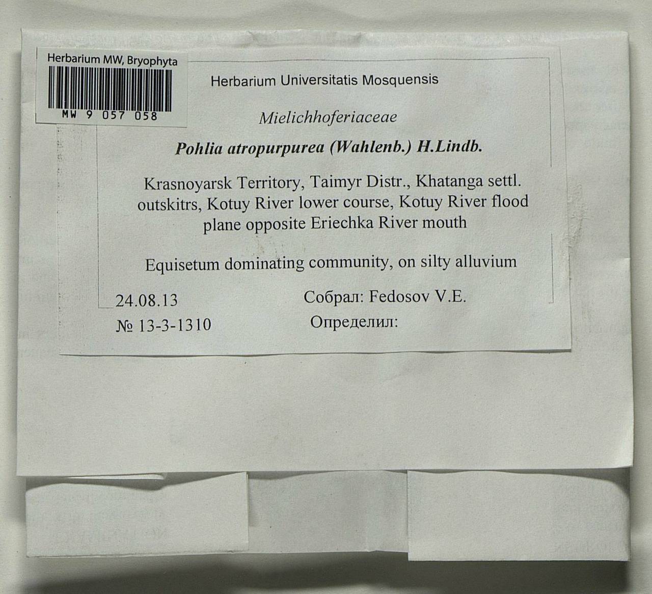 Pohlia atropurpurea (Wahlenb.) H. Lindb., Гербарий мохообразных, Мхи - Красноярский край, Тыва и Хакасия (B17) (Россия)