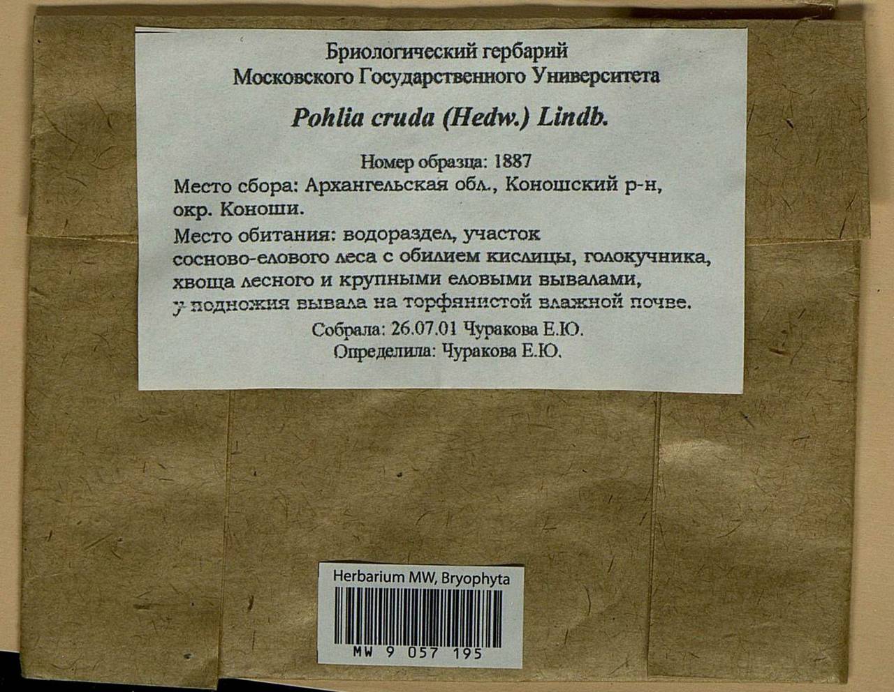 Pohlia cruda (Hedw.) Lindb., Гербарий мохообразных, Мхи - Архангельская и Вологодская области, Коми, Ненецкий АО (B7) (Россия)