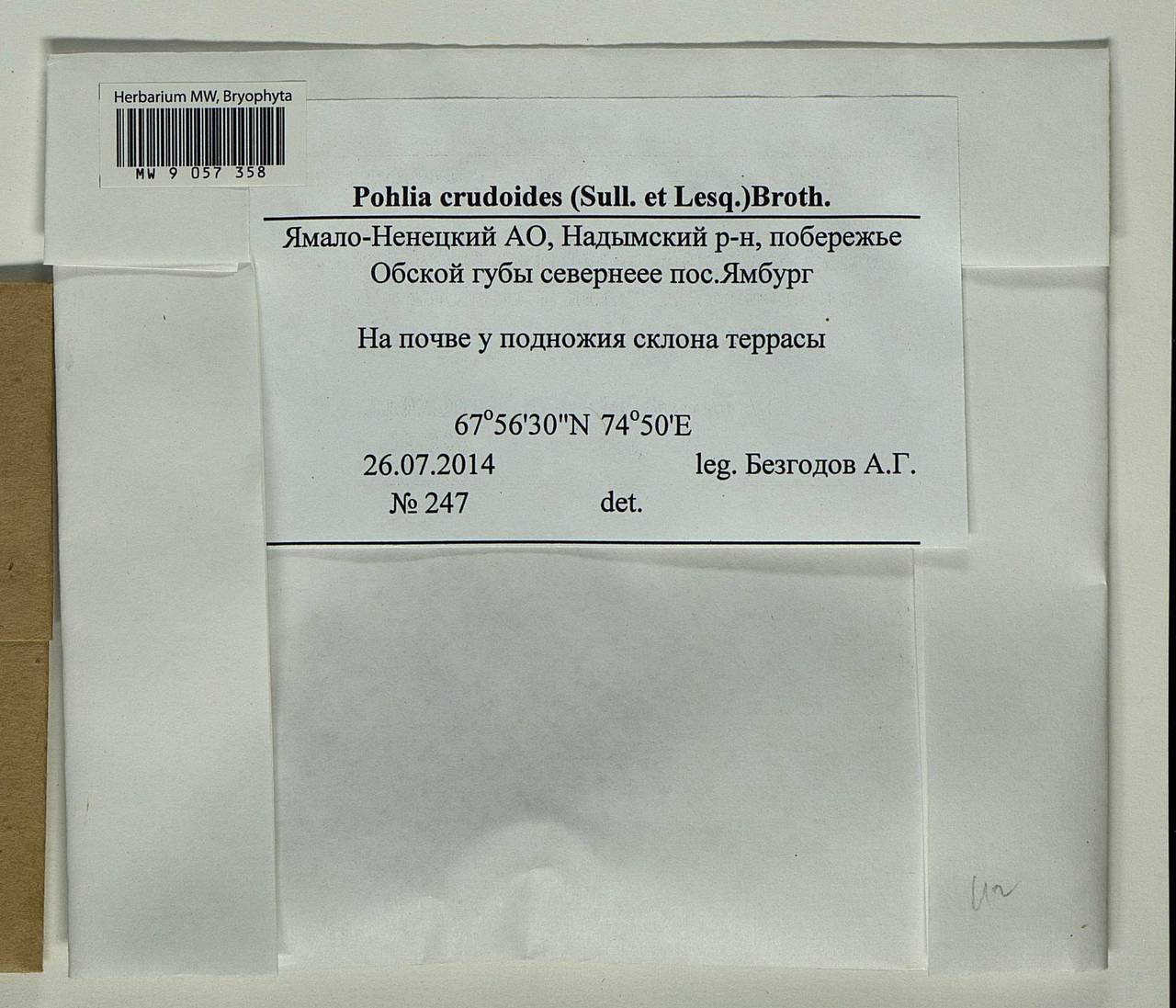 Pohlia crudoides (Sull. & Lesq.) Broth., Гербарий мохообразных, Мхи - Западная Сибирь (включая Алтай) (B15) (Россия)