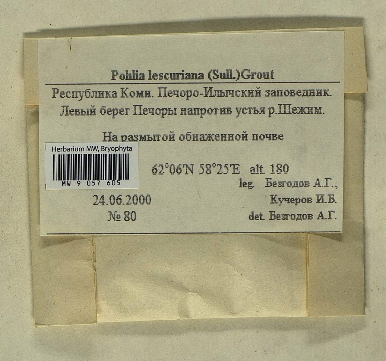 Pohlia lescuriana (Sull.) Ochi, Гербарий мохообразных, Мхи - Архангельская и Вологодская области, Коми, Ненецкий АО (B7) (Россия)