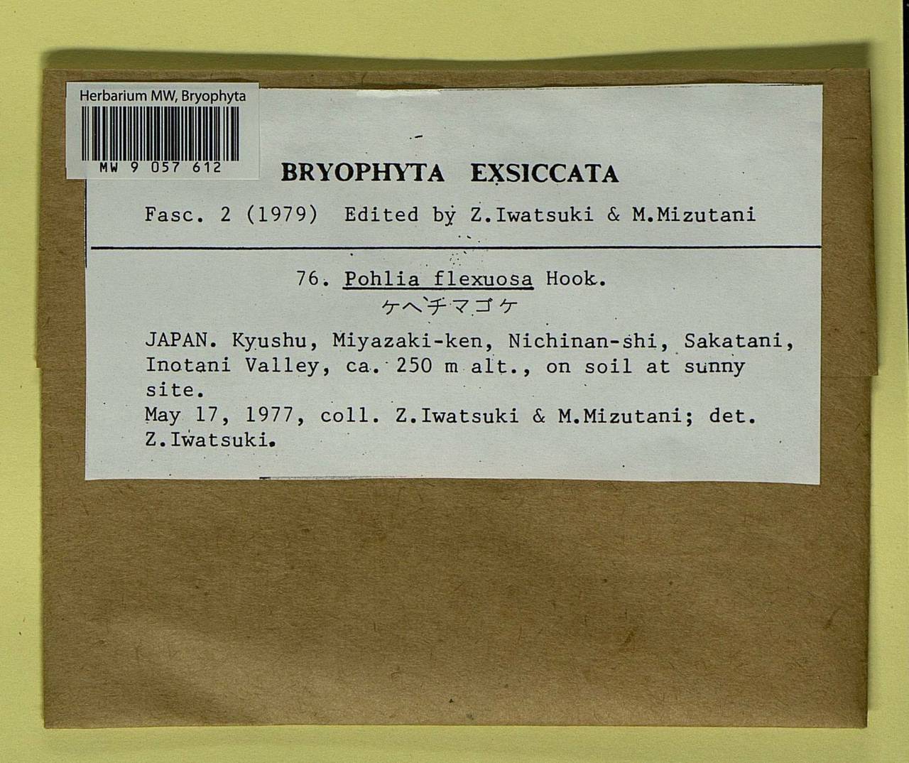 Pohlia flexuosa Harv., Гербарий мохообразных, Мхи - Азия (вне границ бывшего СССР) (BAs) (Япония)