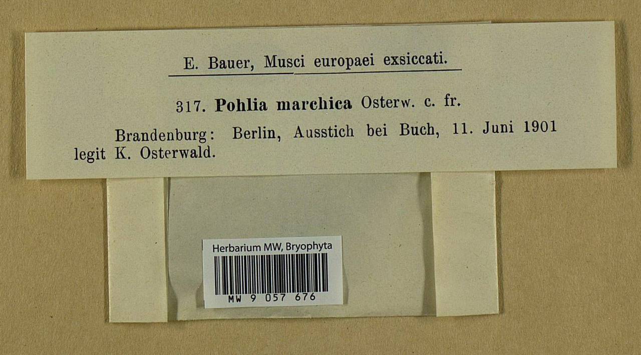 Pohlia marchica Osterwald, Гербарий мохообразных, Мхи - Западная Европа (BEu) (Германия)