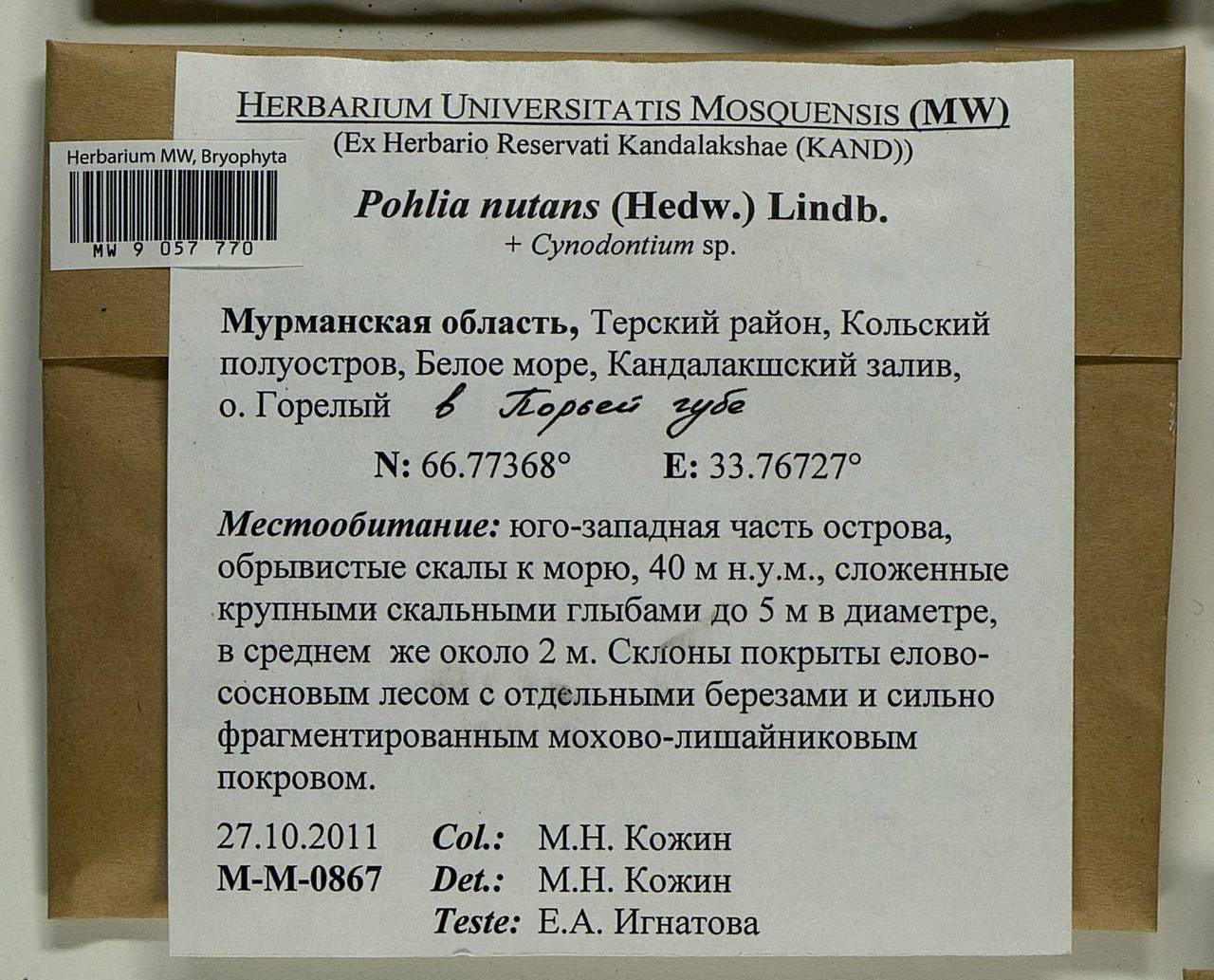 Pohlia nutans (Hedw.) Lindb., Гербарий мохообразных, Мхи - Карелия, Ленинградская и Мурманская области (B4) (Россия)