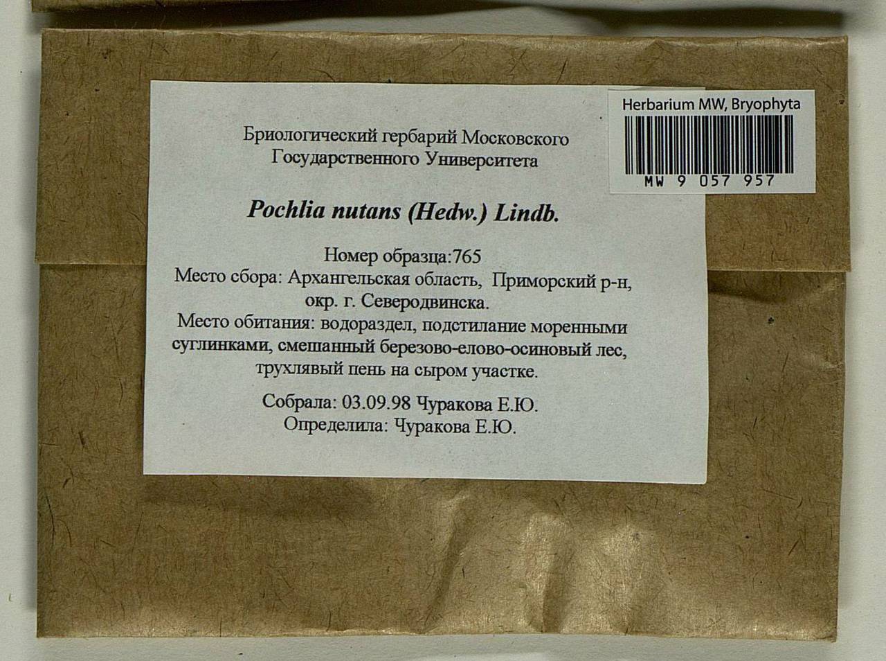 Pohlia nutans (Hedw.) Lindb., Гербарий мохообразных, Мхи - Архангельская и Вологодская области, Коми, Ненецкий АО (B7) (Россия)