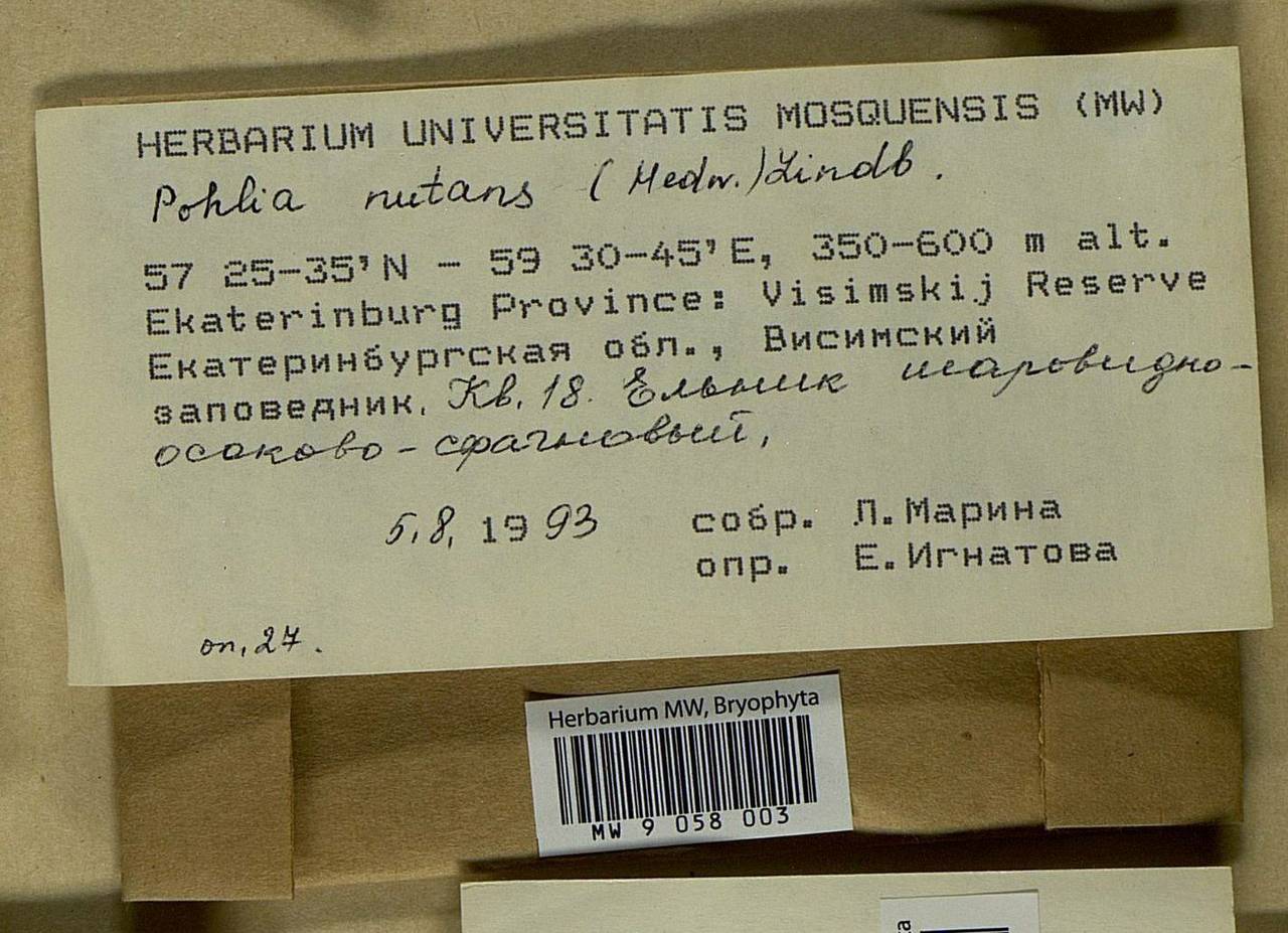 Pohlia nutans (Hedw.) Lindb., Гербарий мохообразных, Мхи - Пермский край, Удмуртия, Свердловская и Кировская области (B8) (Россия)