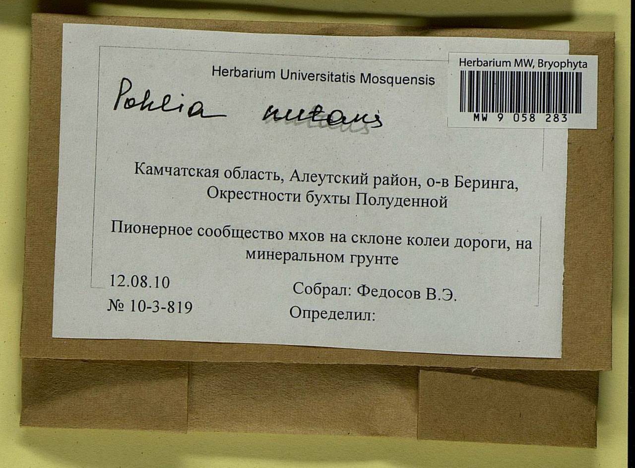 Pohlia nutans (Hedw.) Lindb., Гербарий мохообразных, Мхи - Чукотка и Камчатка (B21) (Россия)