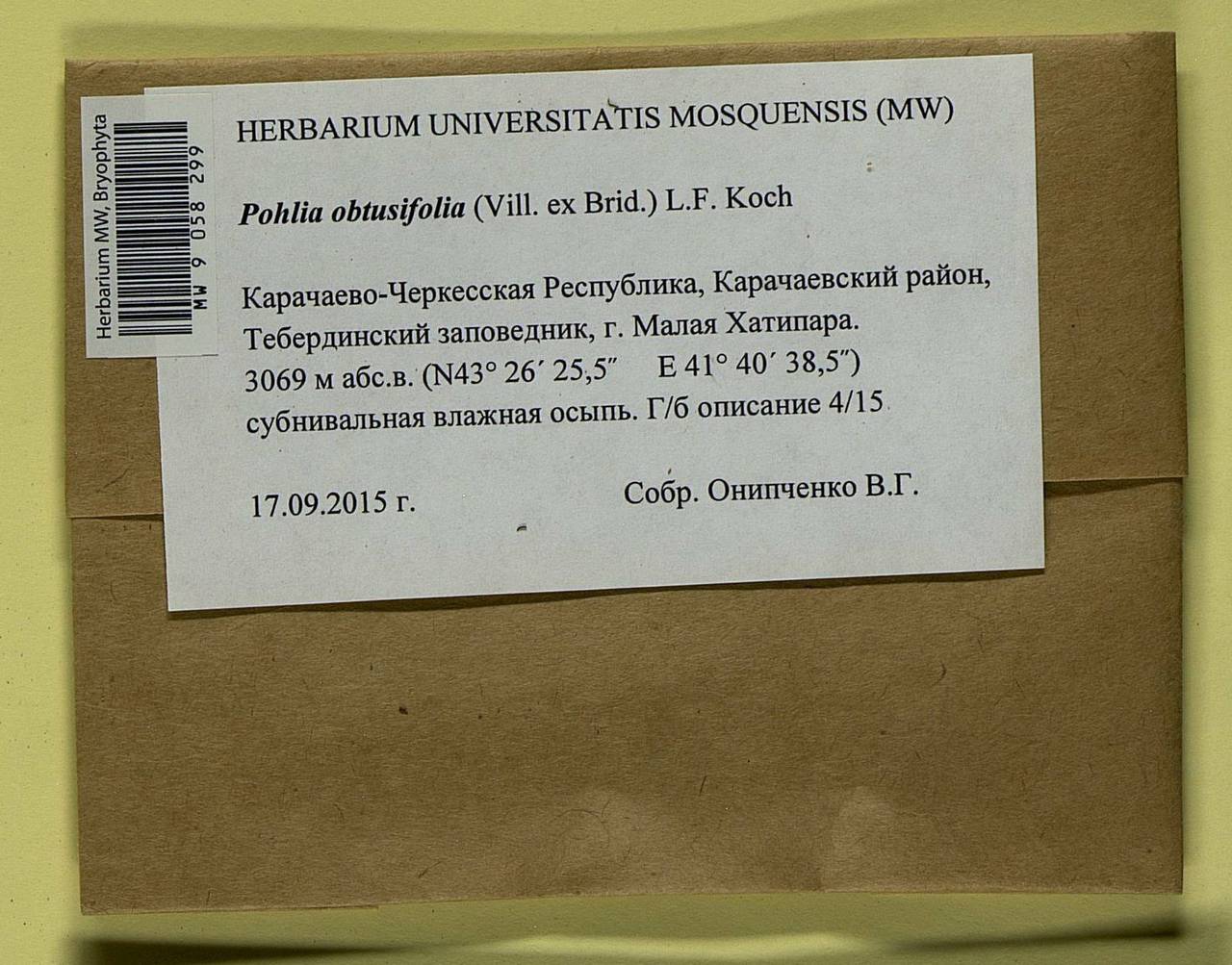 Pohlia obtusifolia (Vill. ex Brid.) L.F. Koch, Гербарий мохообразных, Мхи - Северный Кавказ и Предкавказье (B12) (Россия)