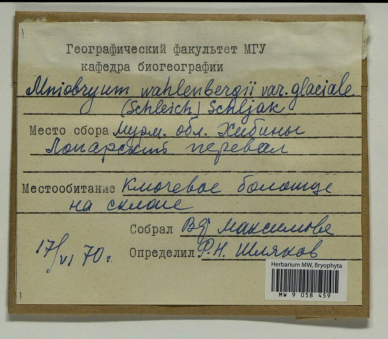 Pohlia wahlenbergii (F. Weber & D. Mohr) A.L. Andrews, Гербарий мохообразных, Мхи - Карелия, Ленинградская и Мурманская области (B4) (Россия)