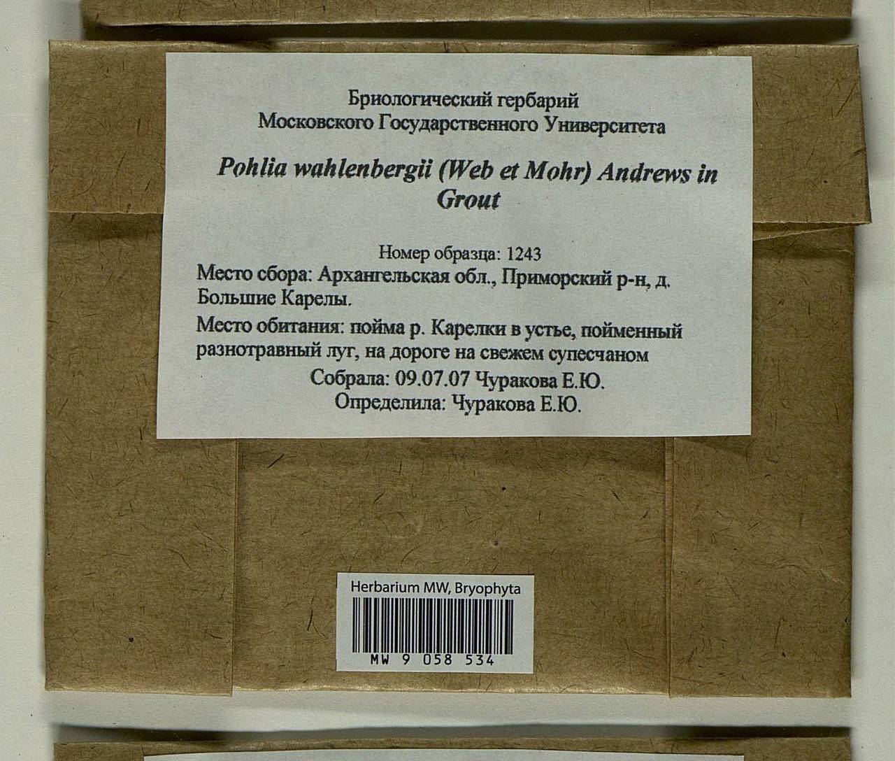 Pohlia wahlenbergii (F. Weber & D. Mohr) A.L. Andrews, Гербарий мохообразных, Мхи - Архангельская и Вологодская области, Коми, Ненецкий АО (B7) (Россия)