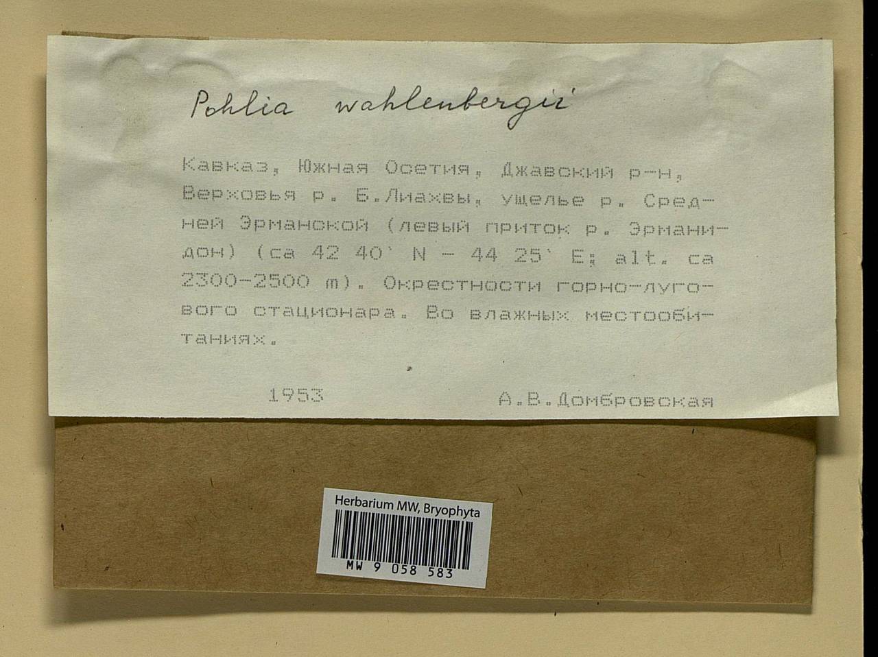 Pohlia wahlenbergii (F. Weber & D. Mohr) A.L. Andrews, Гербарий мохообразных, Мхи - Закавказье (B13) (Южная Осетия)