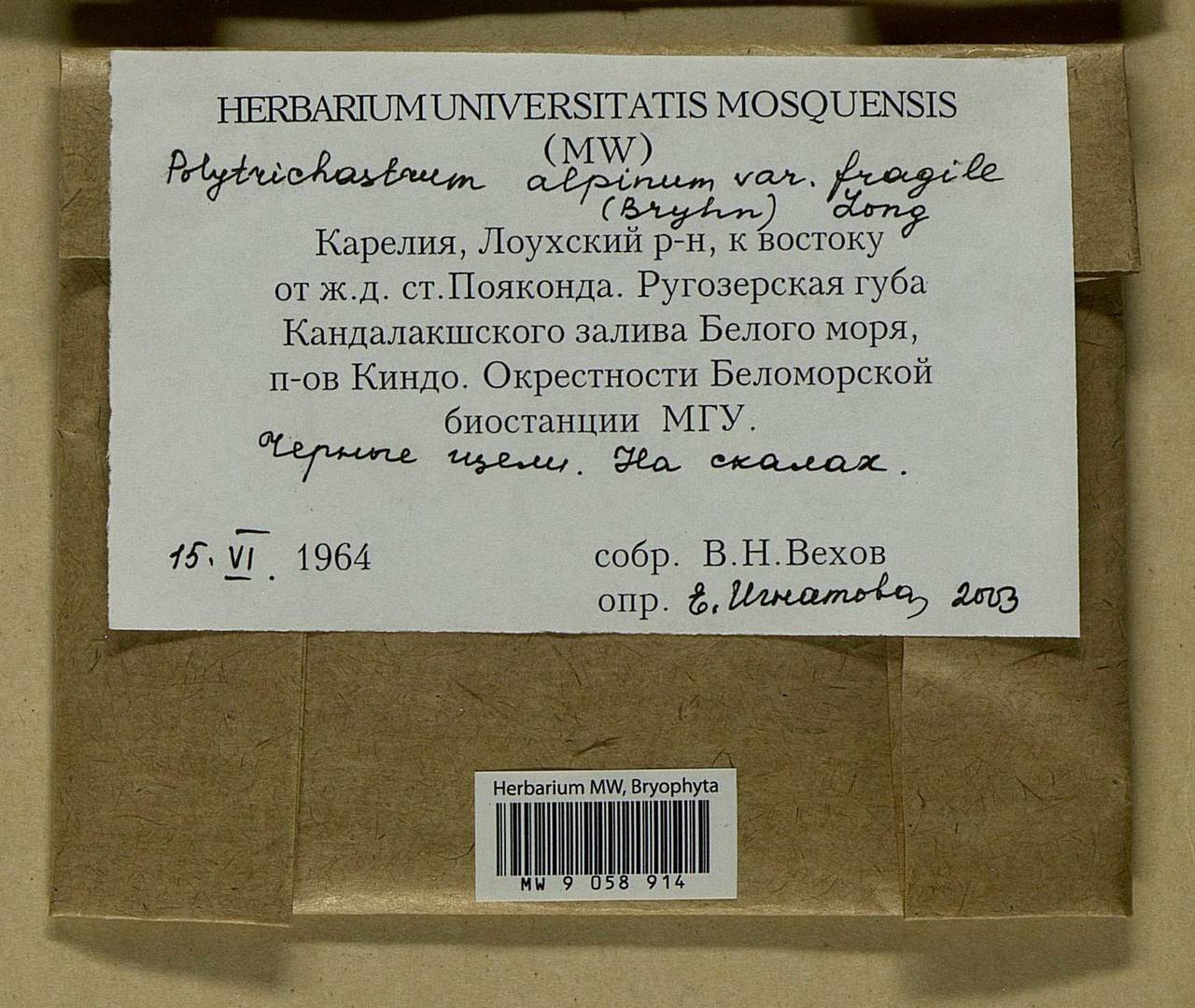 Polytrichastrum fragile (Bryhn) Schljakov, Гербарий мохообразных, Мхи - Карелия, Ленинградская и Мурманская области (B4) (Россия)