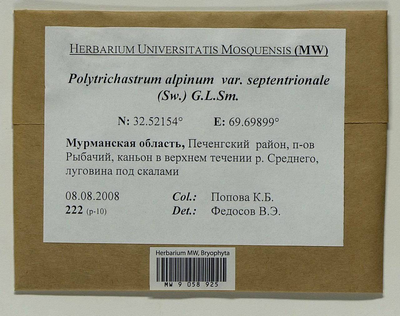 Polytrichastrum septentrionale (Sw. ex Brid.) E.I. Ivanova, N.E. Bell & Ignatov, Гербарий мохообразных, Мхи - Карелия, Ленинградская и Мурманская области (B4) (Россия)