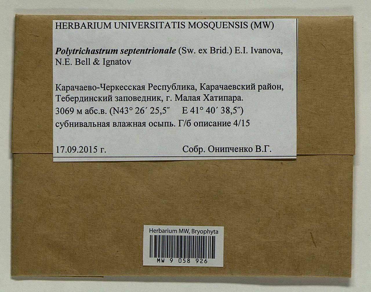 Polytrichastrum septentrionale (Sw. ex Brid.) E.I. Ivanova, N.E. Bell & Ignatov, Гербарий мохообразных, Мхи - Северный Кавказ и Предкавказье (B12) (Россия)