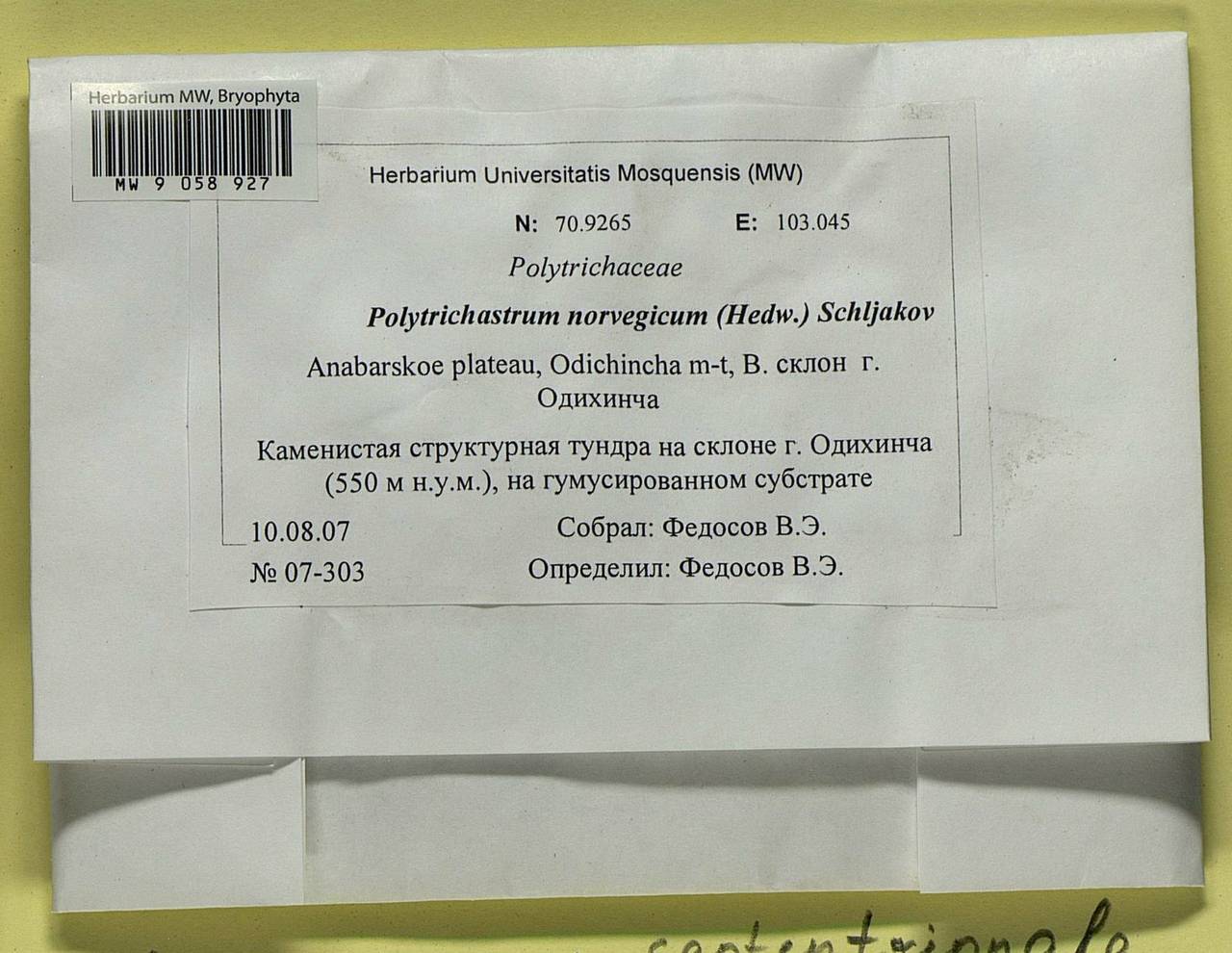 Polytrichastrum septentrionale (Sw. ex Brid.) E.I. Ivanova, N.E. Bell & Ignatov, Гербарий мохообразных, Мхи - Красноярский край, Тыва и Хакасия (B17) (Россия)