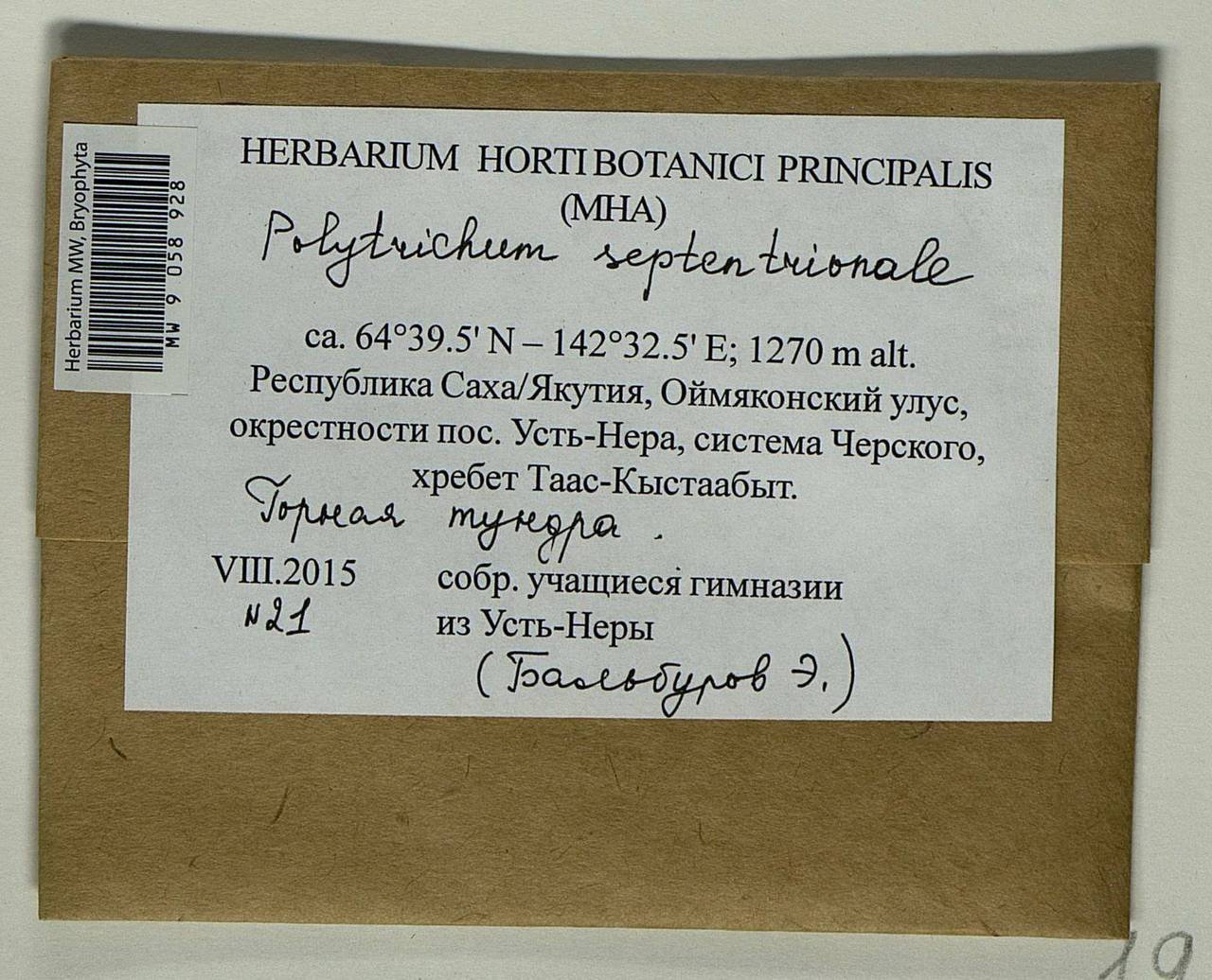 Polytrichastrum septentrionale (Sw. ex Brid.) E.I. Ivanova, N.E. Bell & Ignatov, Гербарий мохообразных, Мхи - Якутия (B19) (Россия)