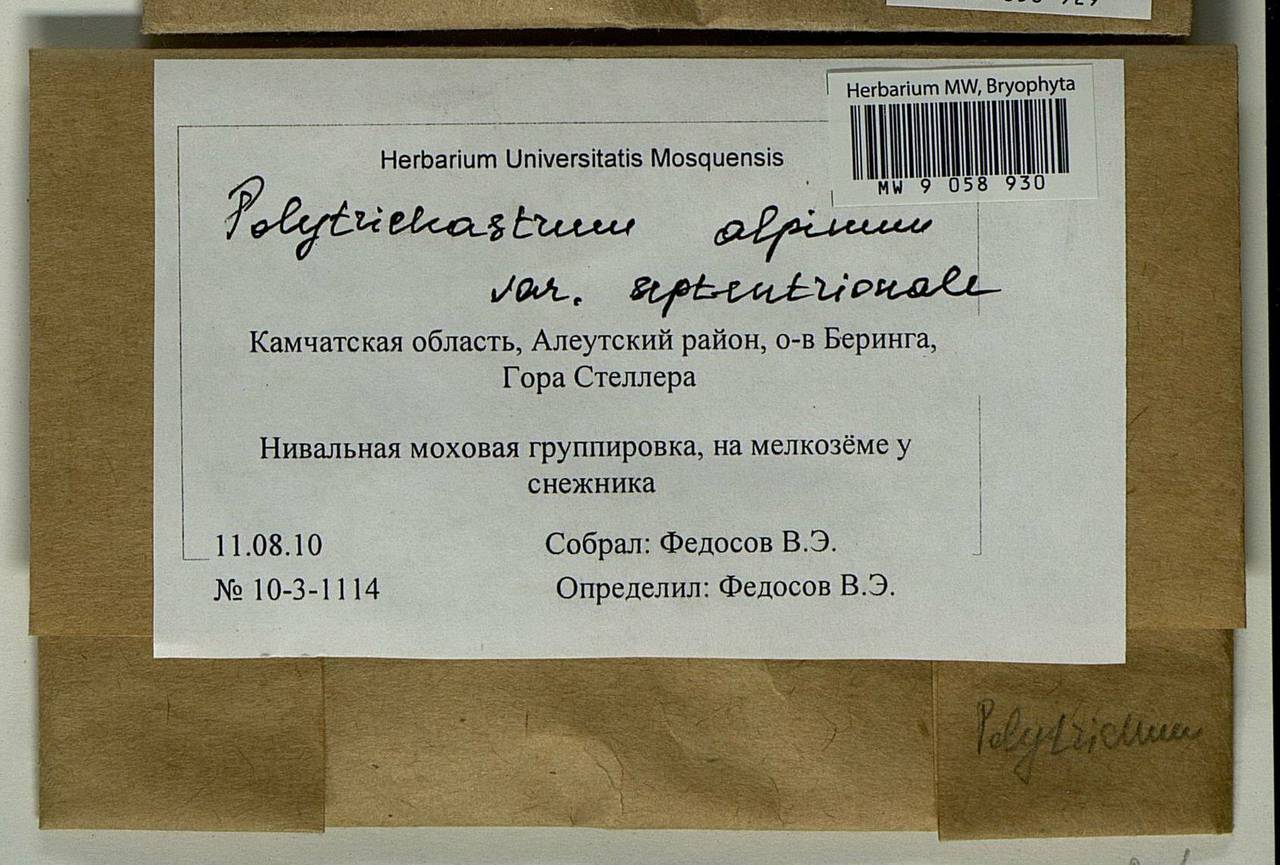 Polytrichastrum septentrionale (Sw. ex Brid.) E.I. Ivanova, N.E. Bell & Ignatov, Гербарий мохообразных, Мхи - Чукотка и Камчатка (B21) (Россия)