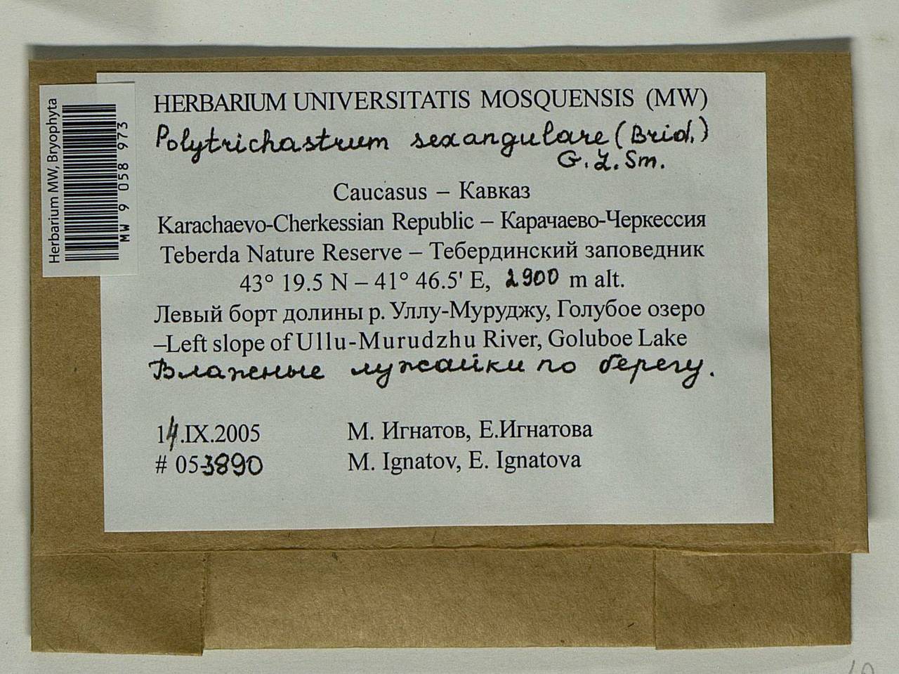 Polytrichastrum sexangulare (Flörke ex Brid.) G.L. Sm., Гербарий мохообразных, Мхи - Северный Кавказ и Предкавказье (B12) (Россия)