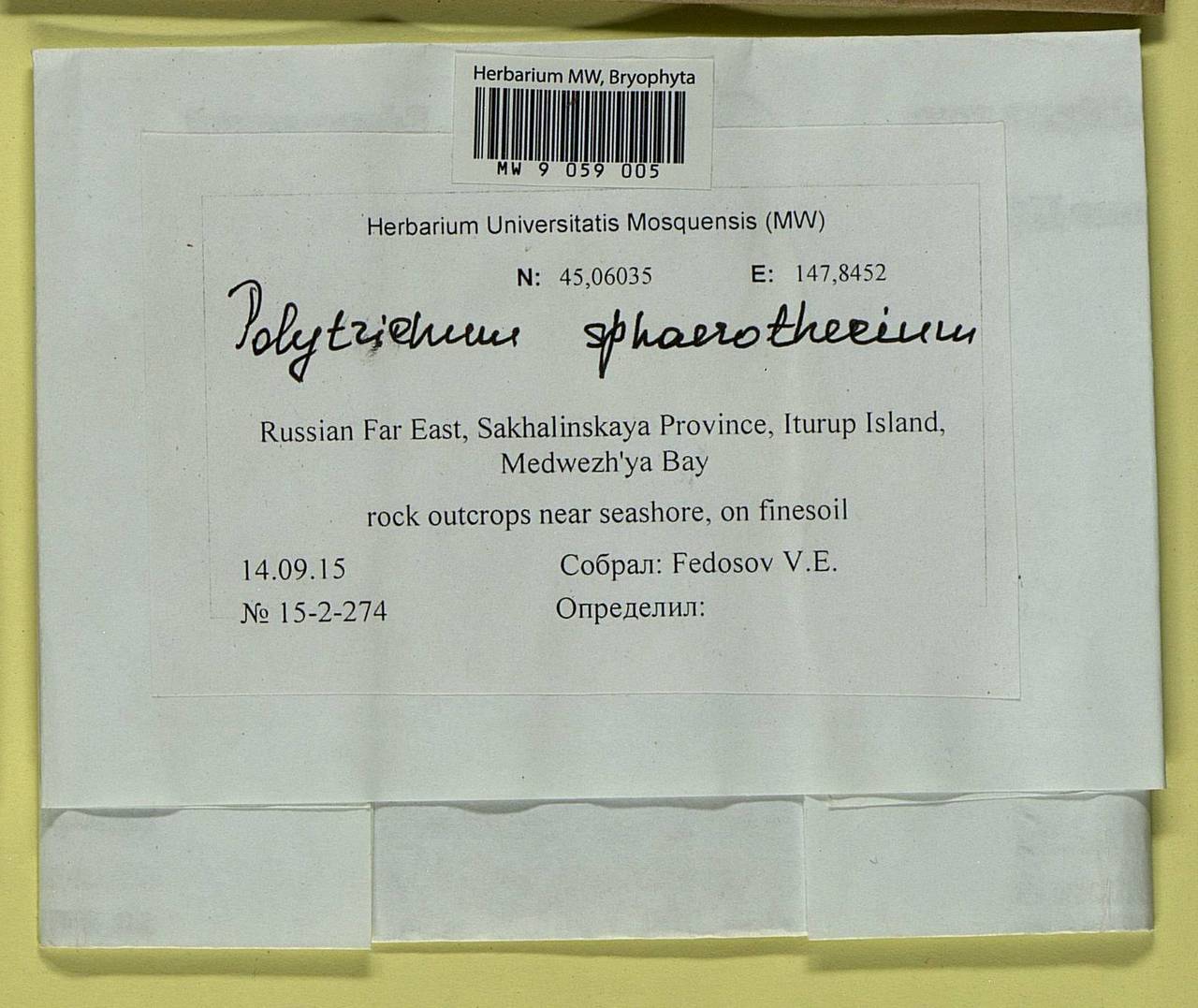 Polytrichastrum sphaerothecium (Besch.) J.-P. Frahm, Гербарий мохообразных, Мхи - Дальний Восток (без Чукотки и Камчатки) (B20) (Россия)