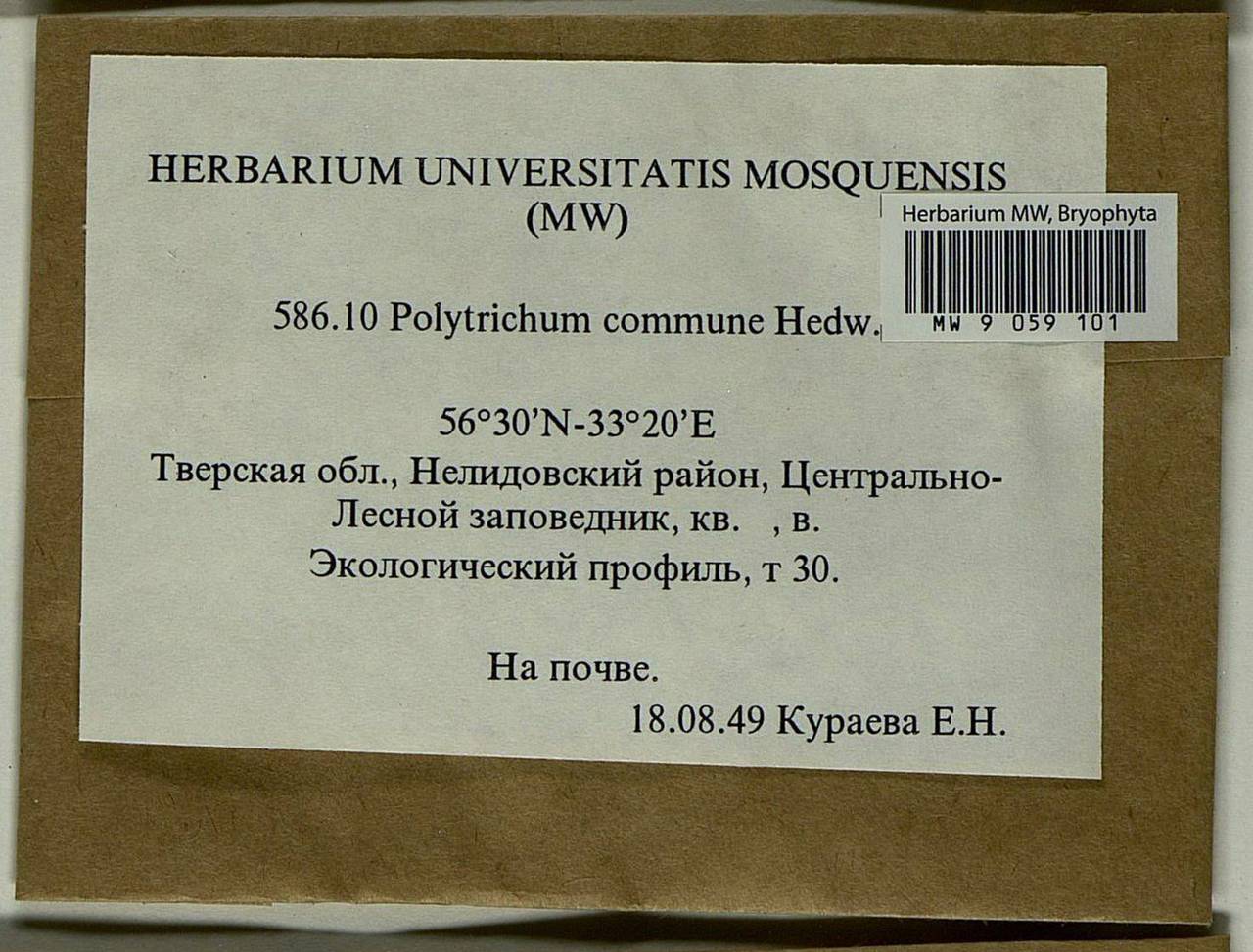 Polytrichum commune Hedw., Гербарий мохообразных, Мхи - Центральное Нечерноземье (B6) (Россия)