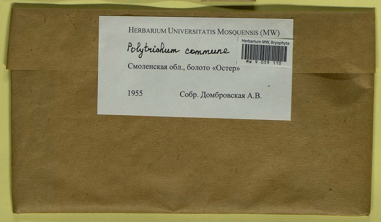 Polytrichum commune Hedw., Гербарий мохообразных, Мхи - Центральное Нечерноземье (B6) (Россия)