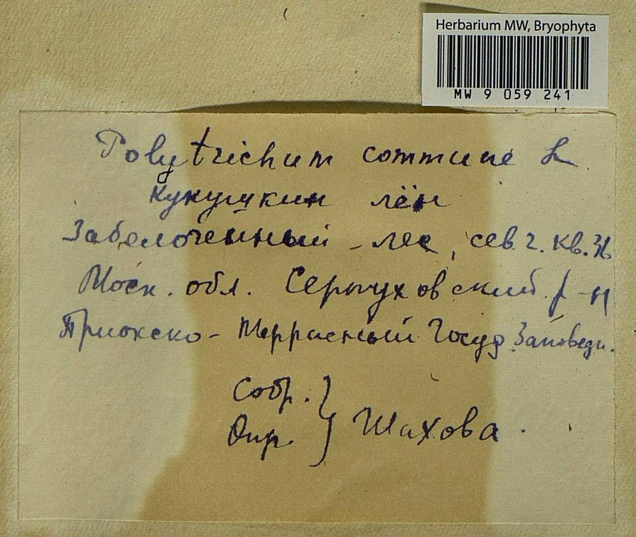 Polytrichum commune Hedw., Гербарий мохообразных, Мхи - Москва и Московская область (B6a) (Россия)