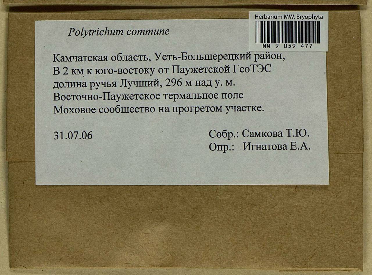 Polytrichum commune Hedw., Гербарий мохообразных, Мхи - Чукотка и Камчатка (B21) (Россия)