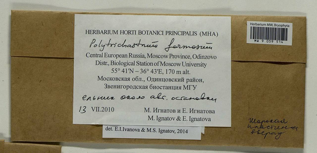Polytrichum densifolium Wilson ex Mitt., Гербарий мохообразных, Мхи - Москва и Московская область (B6a) (Россия)