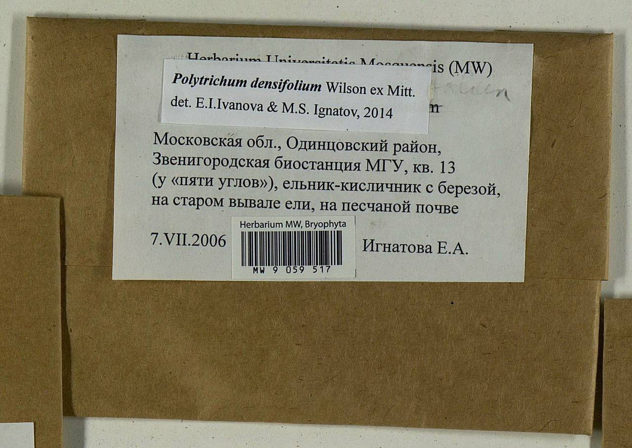 Polytrichum densifolium Wilson ex Mitt., Гербарий мохообразных, Мхи - Москва и Московская область (B6a) (Россия)