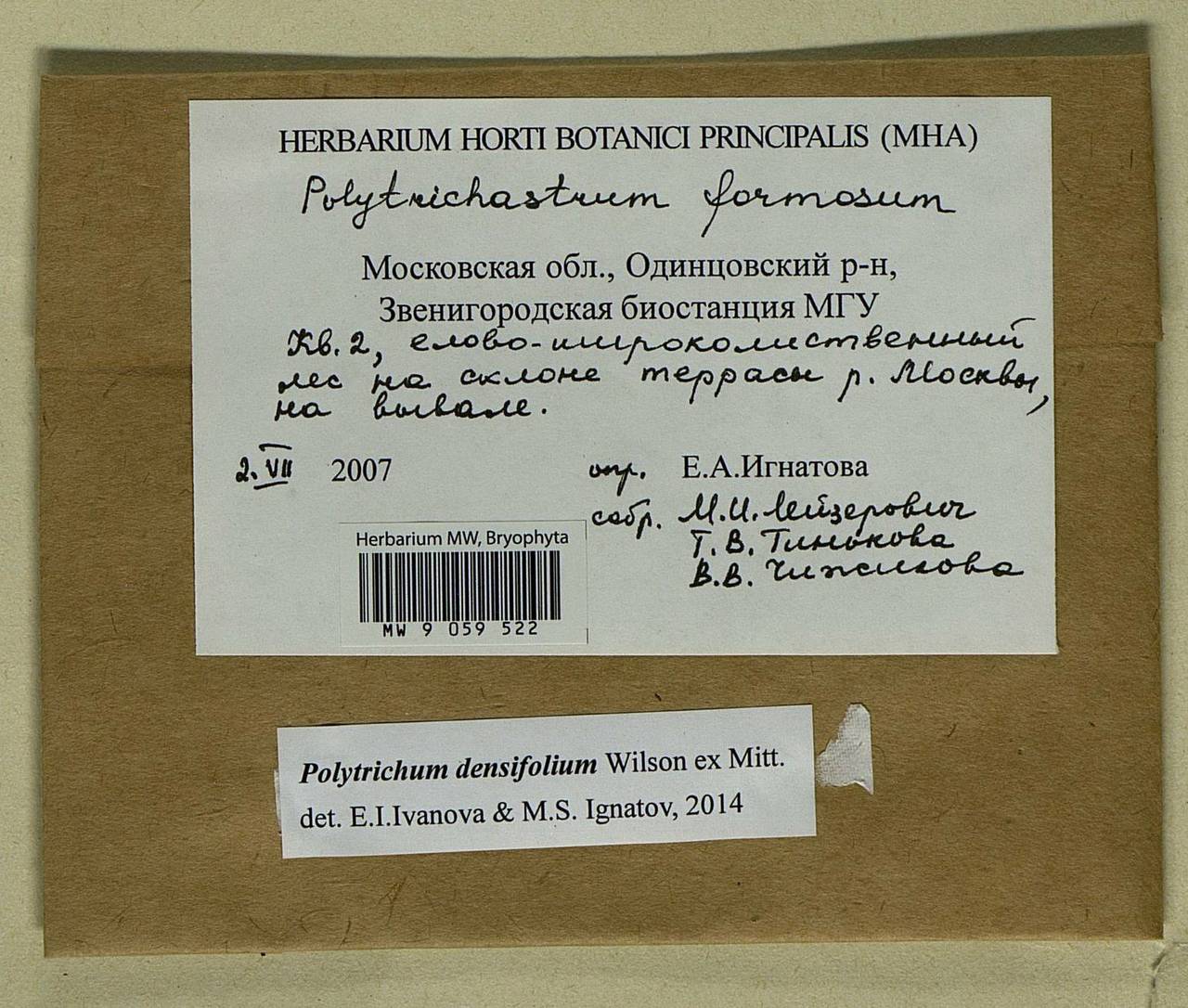 Polytrichum densifolium Wilson ex Mitt., Гербарий мохообразных, Мхи - Москва и Московская область (B6a) (Россия)