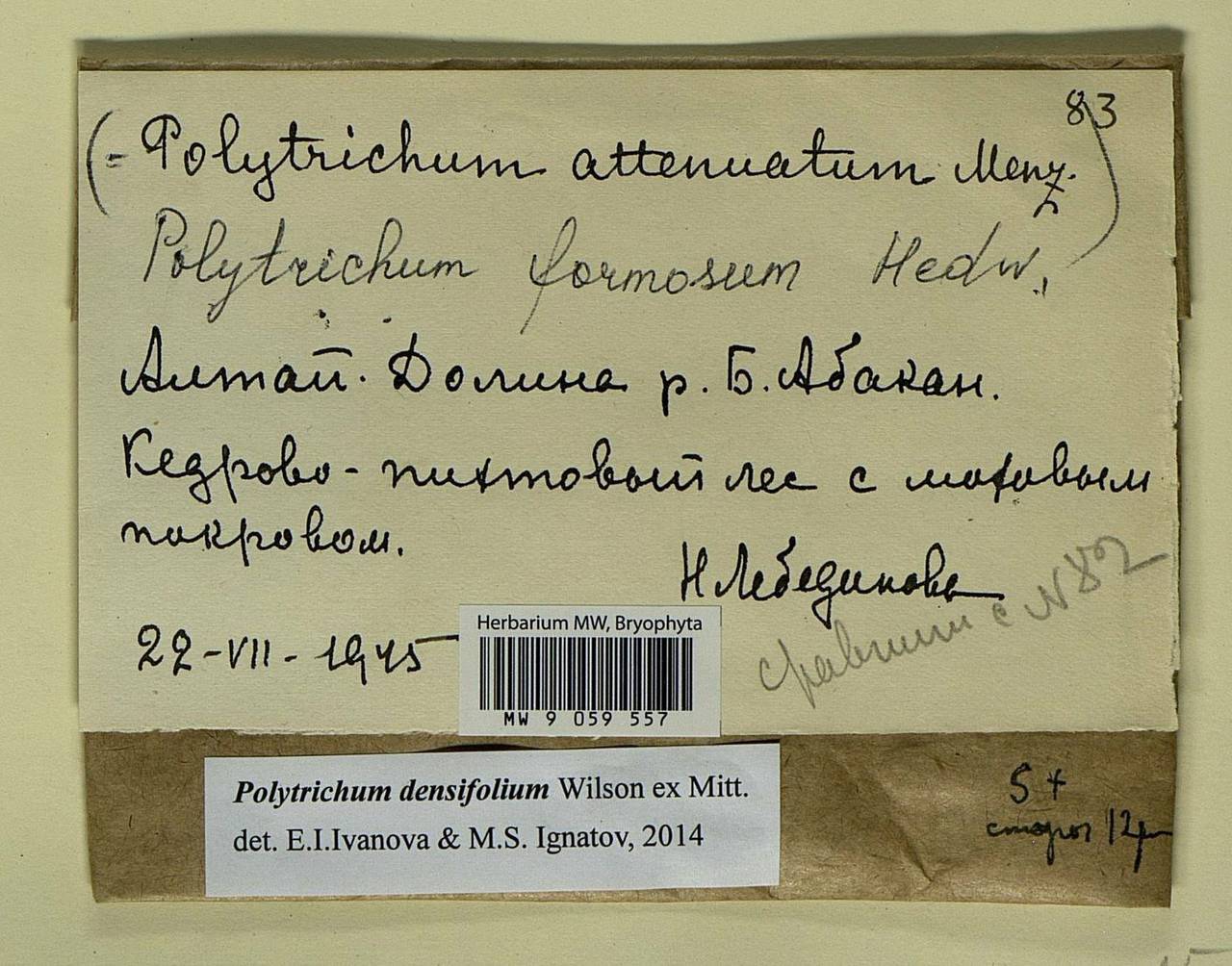 Polytrichum densifolium Wilson ex Mitt., Гербарий мохообразных, Мхи - Красноярский край, Тыва и Хакасия (B17) (Россия)