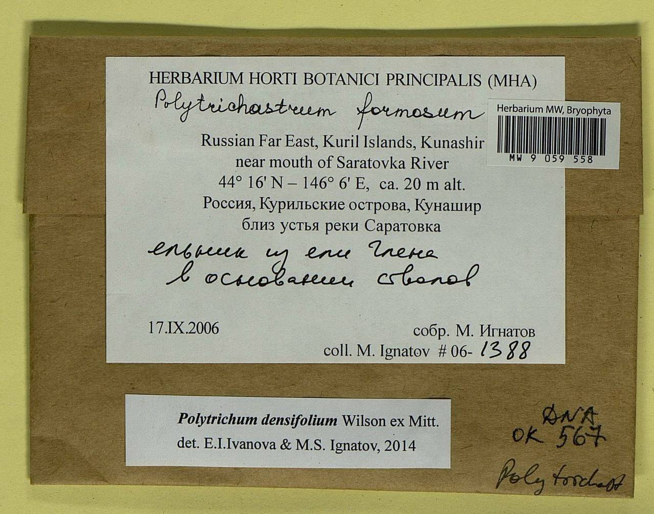 Polytrichum densifolium Wilson ex Mitt., Гербарий мохообразных, Мхи - Дальний Восток (без Чукотки и Камчатки) (B20) (Россия)