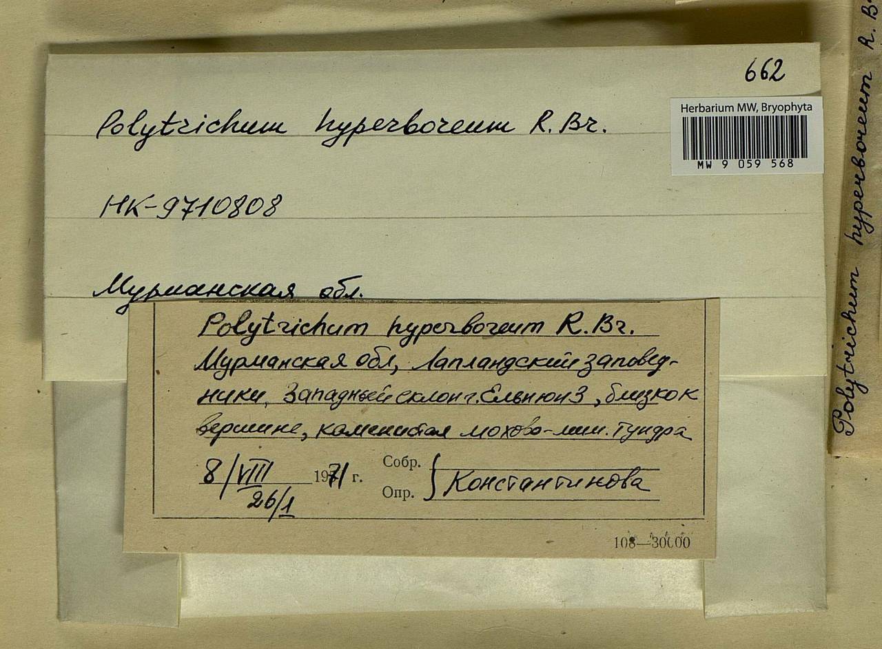Polytrichum hyperboreum R. Br., Гербарий мохообразных, Мхи - Карелия, Ленинградская и Мурманская области (B4) (Россия)