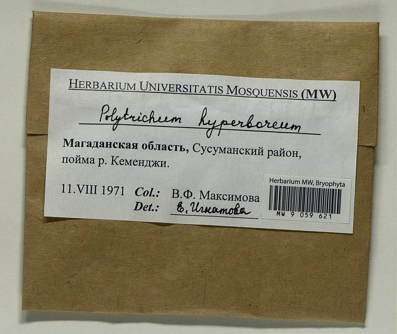 Polytrichum hyperboreum R. Br., Гербарий мохообразных, Мхи - Чукотка и Камчатка (B21) (Россия)