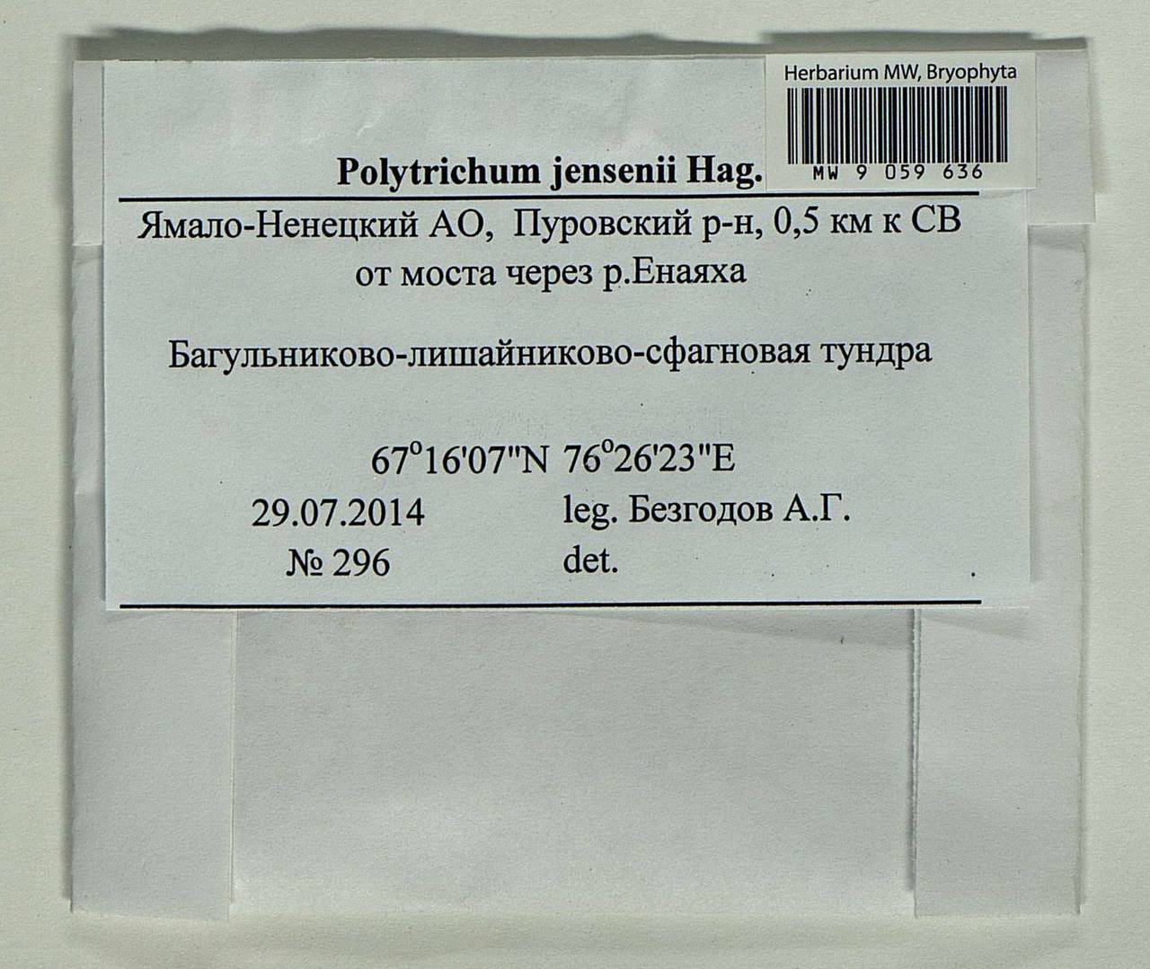 Polytrichum jensenii I. Hagen, Гербарий мохообразных, Мхи - Западная Сибирь (включая Алтай) (B15) (Россия)