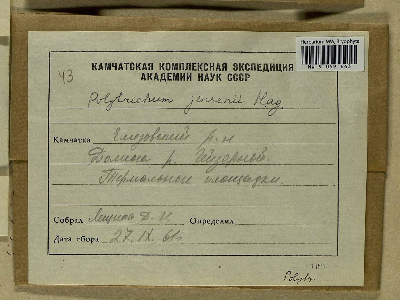 Polytrichum jensenii I. Hagen, Гербарий мохообразных, Мхи - Чукотка и Камчатка (B21) (Россия)