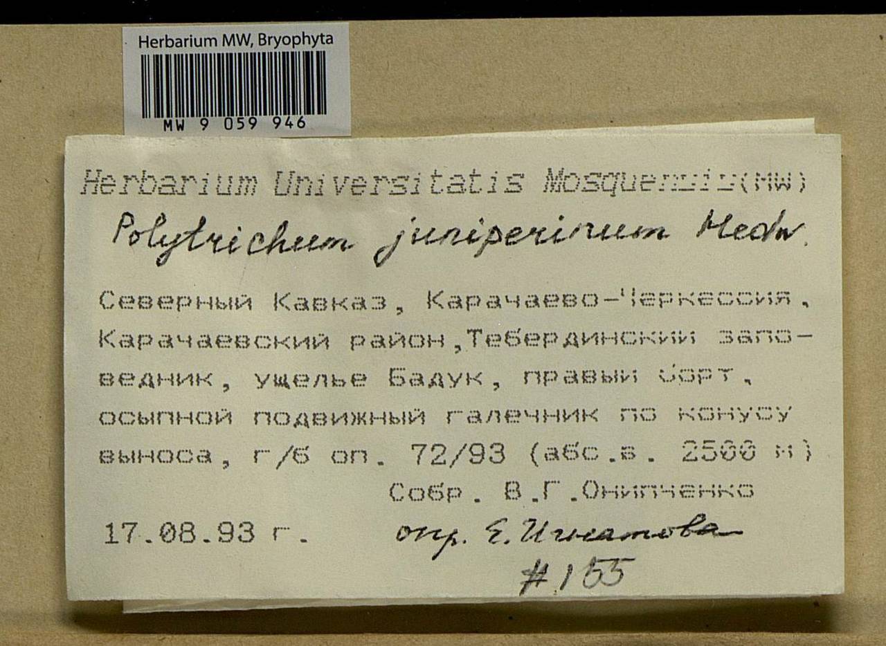 Polytrichum juniperinum Hedw., Гербарий мохообразных, Мхи - Северный Кавказ и Предкавказье (B12) (Россия)