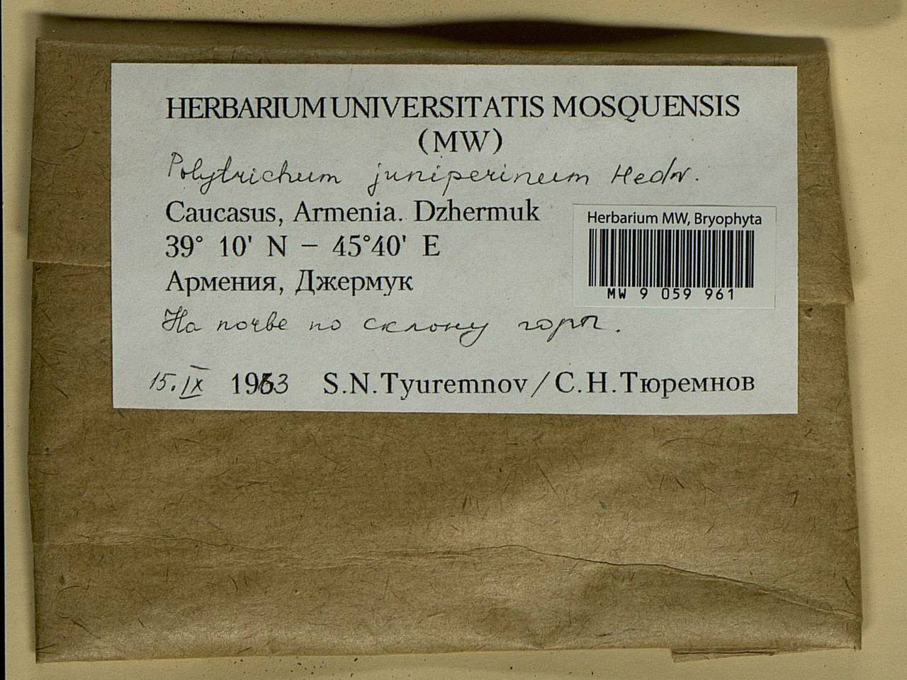 Polytrichum juniperinum Hedw., Гербарий мохообразных, Мхи - Закавказье (B13) (Армения)